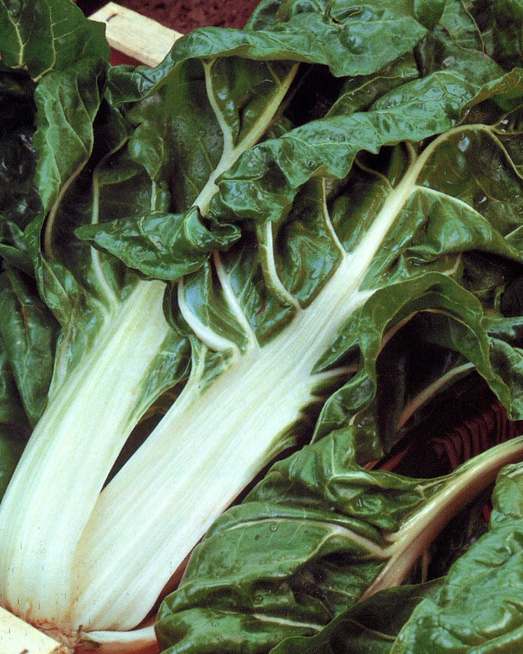Heirloom Chard - Italian Silver Rib