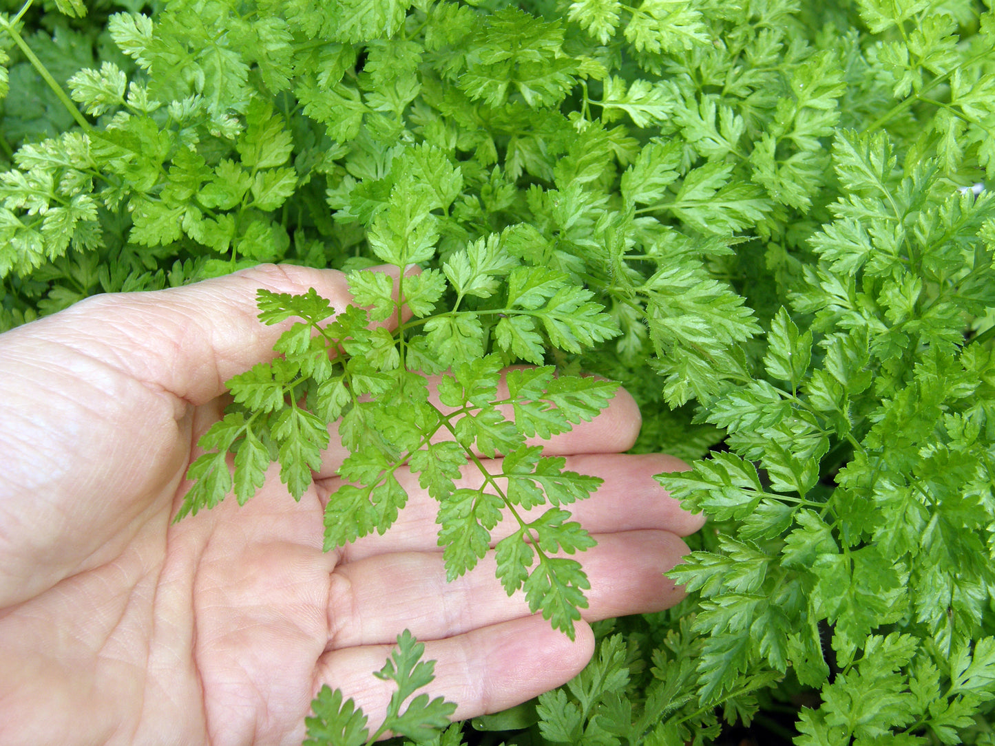 French Chervil