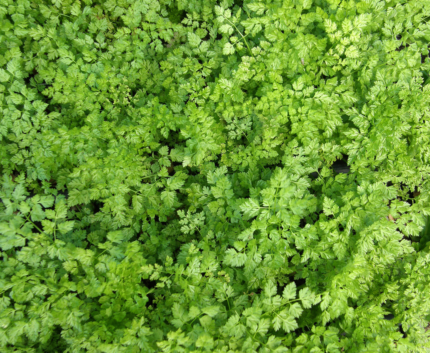 French Chervil