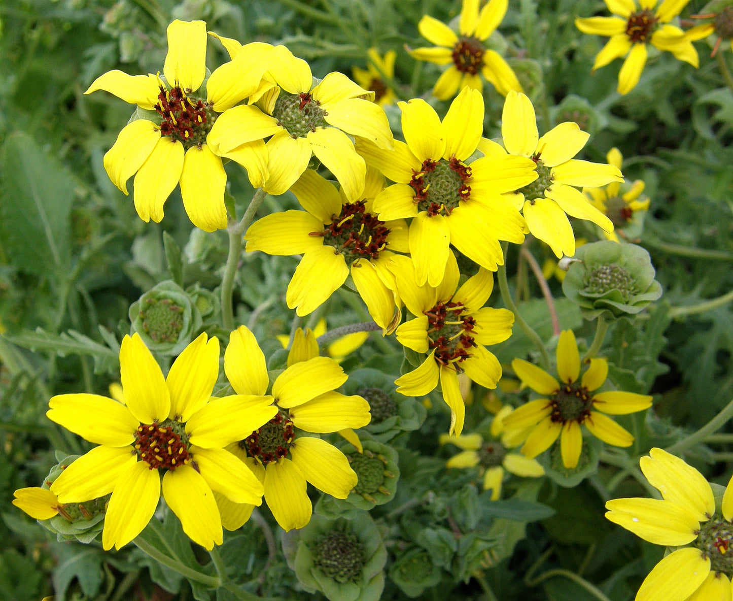 Heirloom Chocolate Daisy