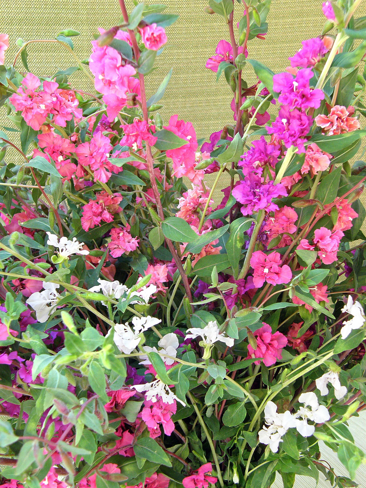Mountain Garland Clarkia