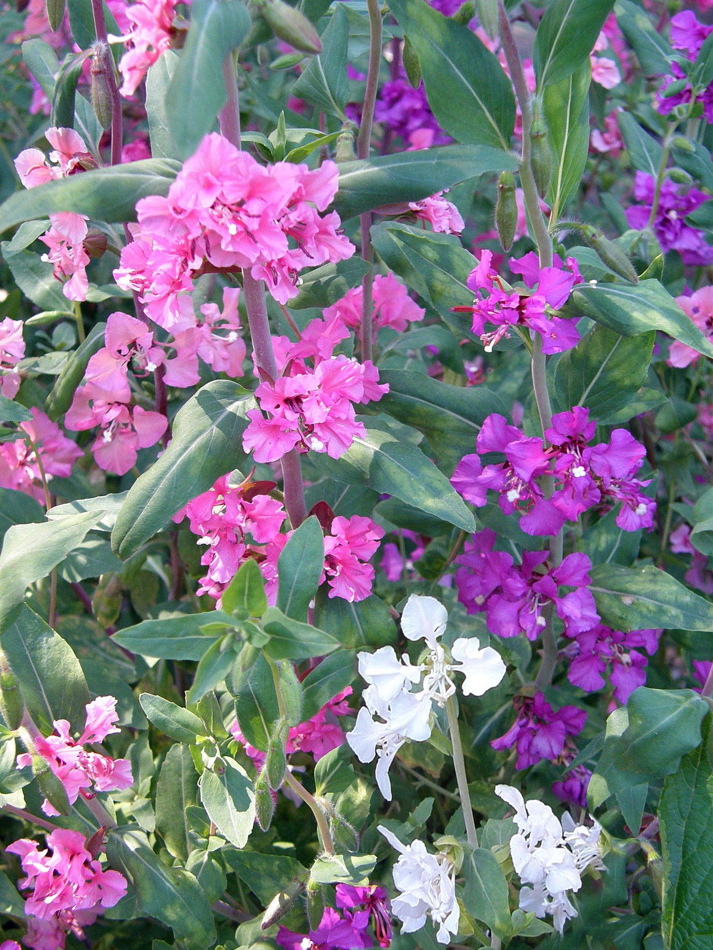 Mountain Garland Clarkia
