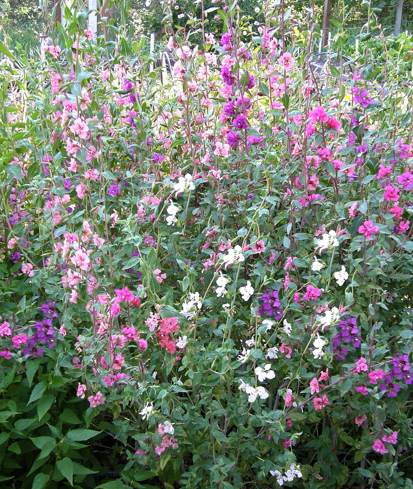 Mountain Garland Clarkia
