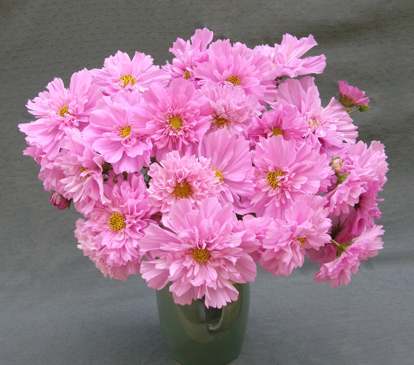 Double Butterfly Cosmos - Rose Bon Bon