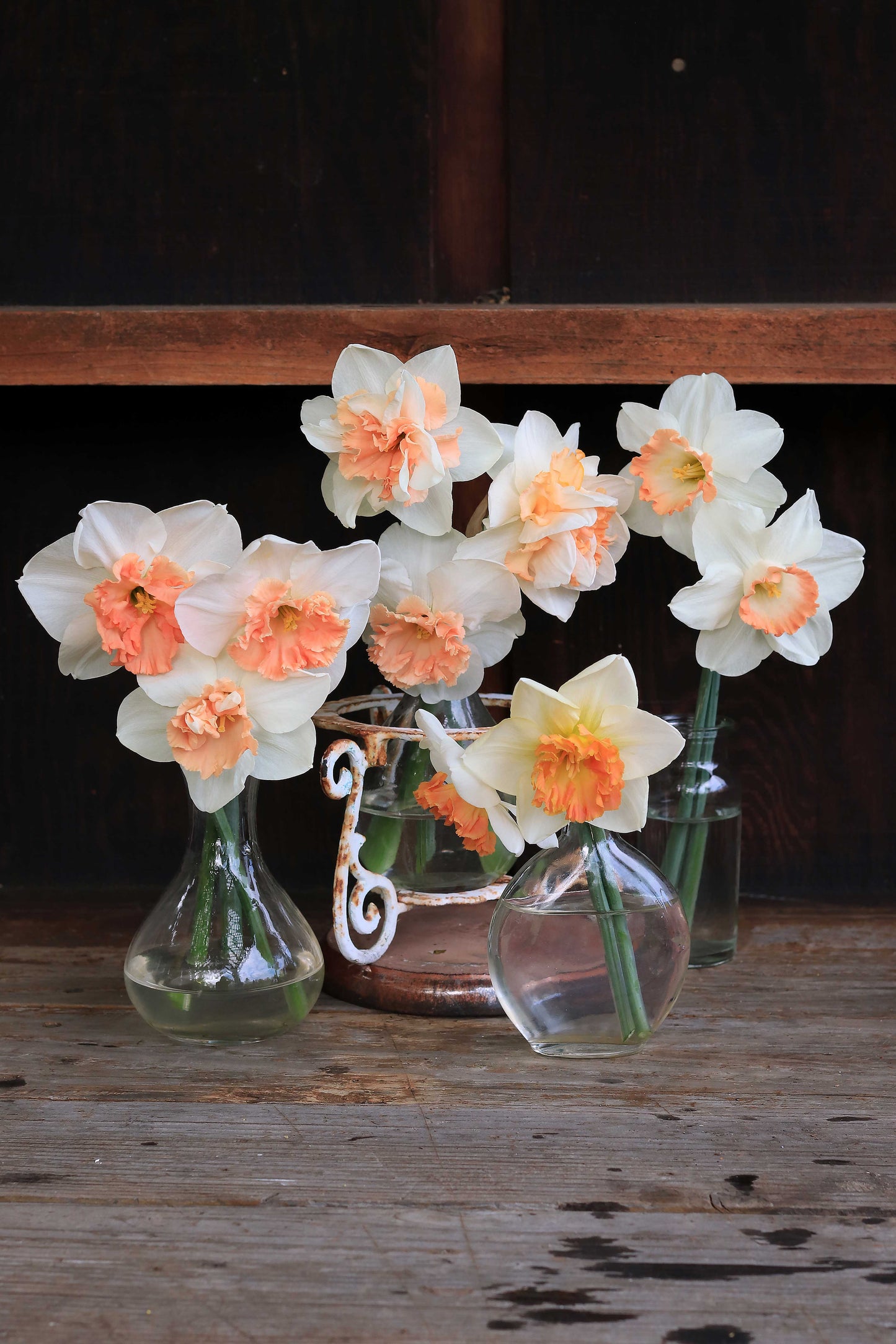 Daffodil Bulbs - Pink Lemonade Mix