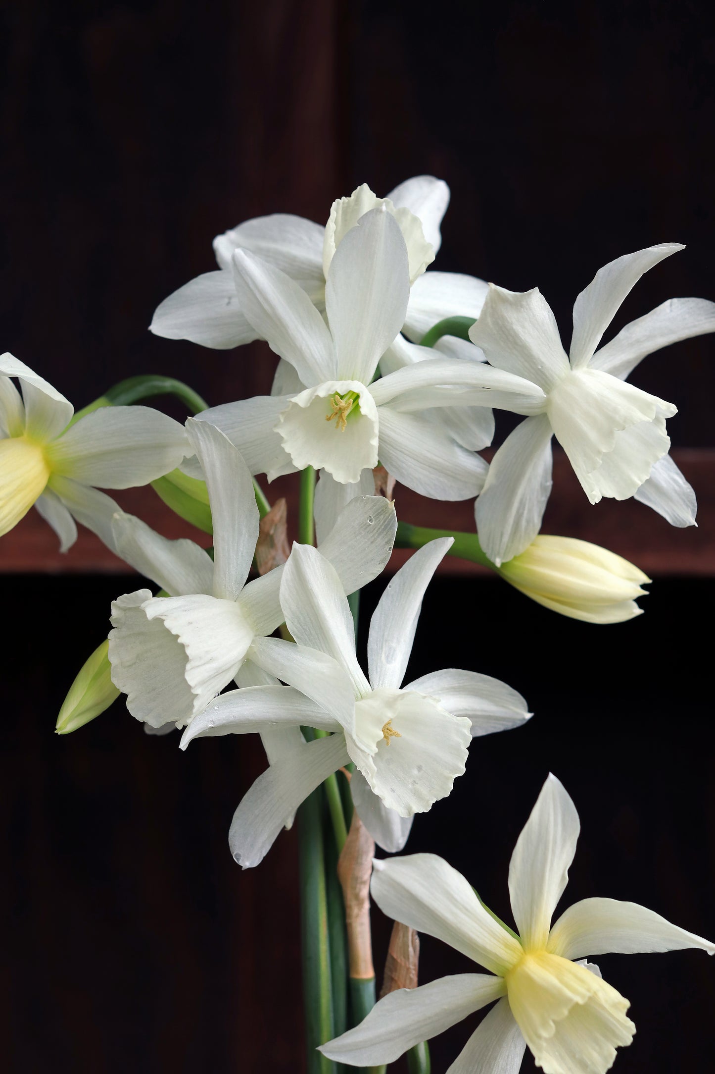Heirloom Thalia