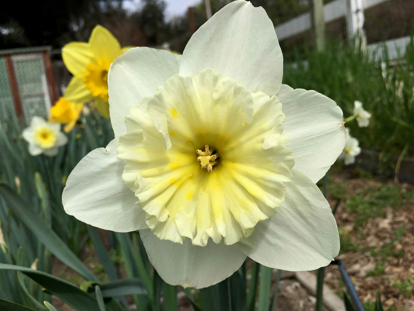 Mild Winter Mix