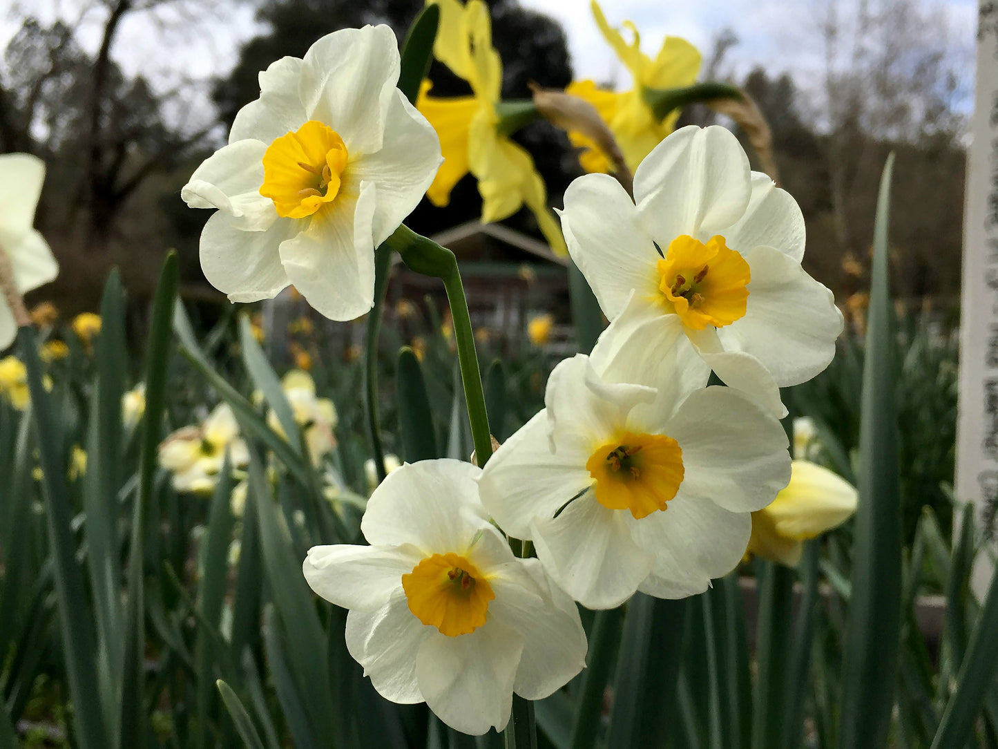 Mild Winter Mix