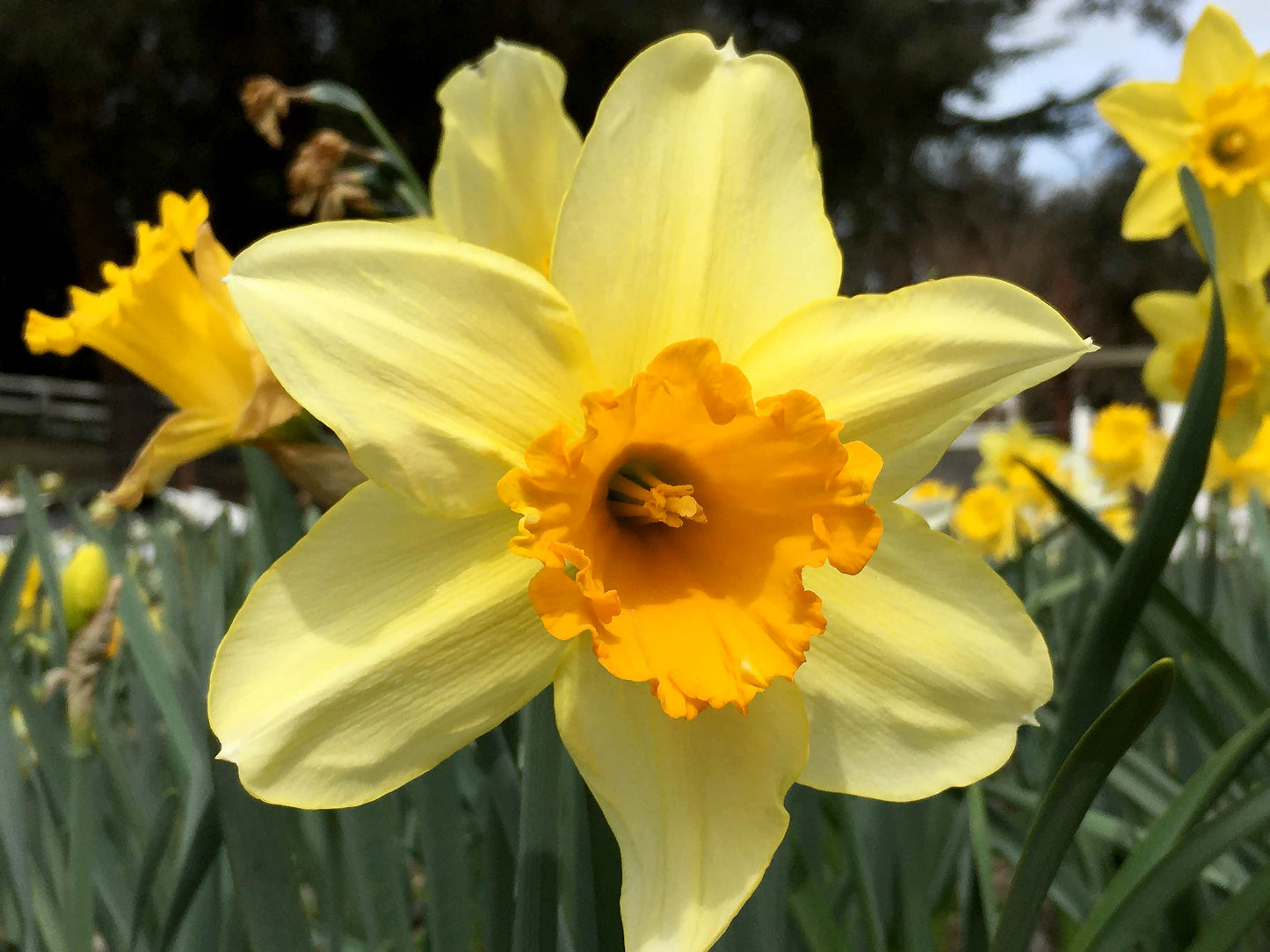 Mild Winter Mix