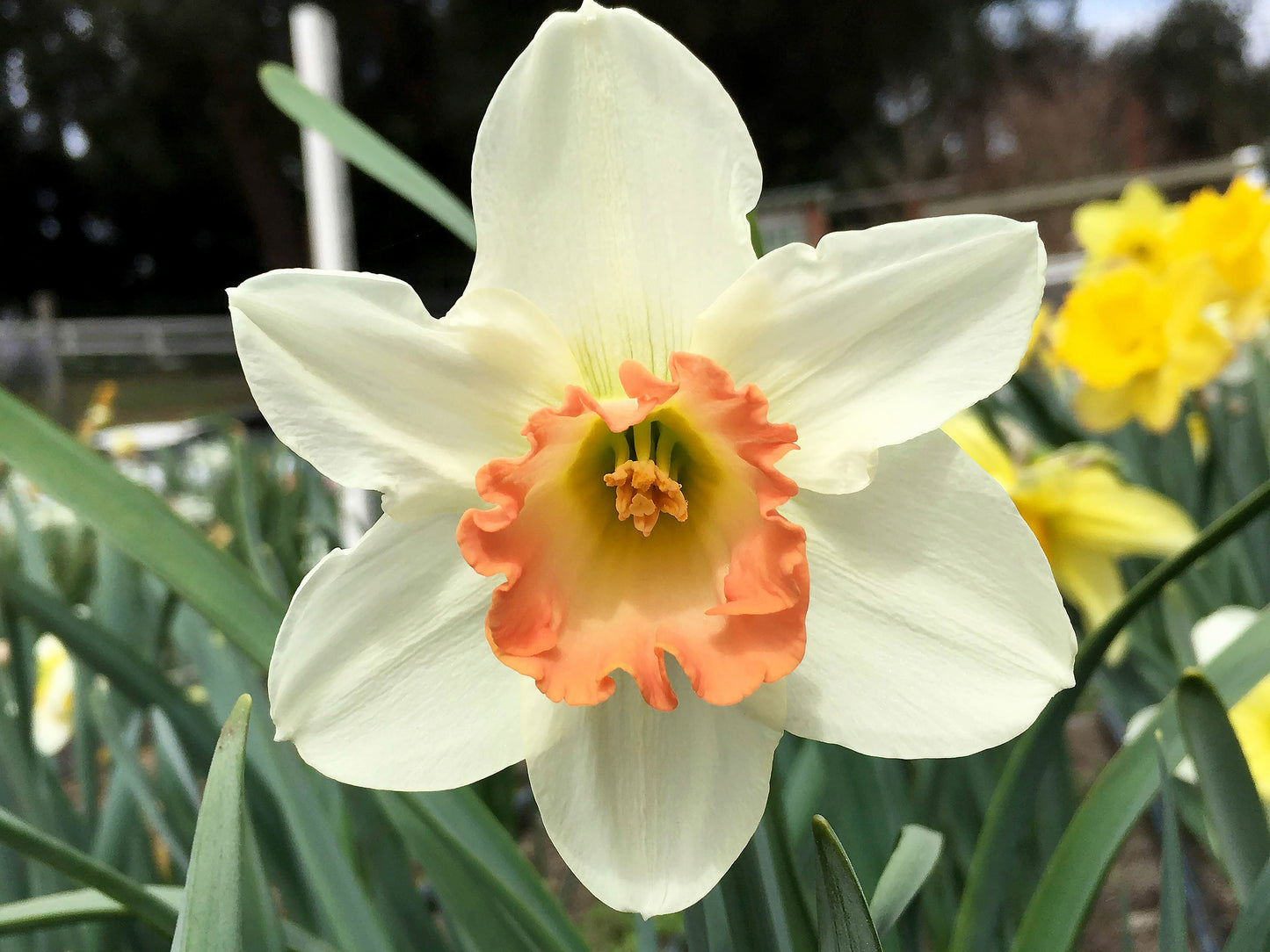 Mild Winter Mix