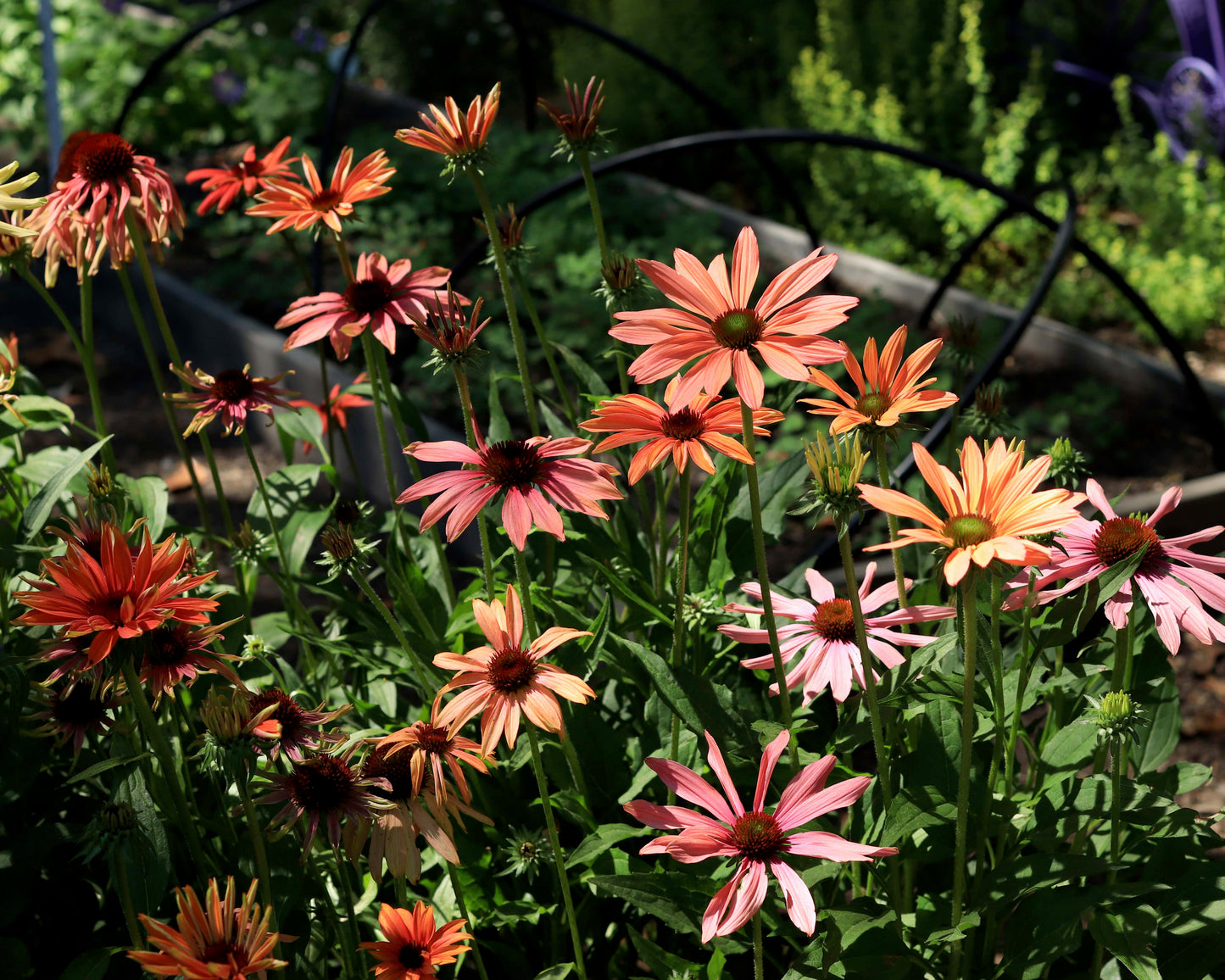 Echinacea - Sunset Gems Mix