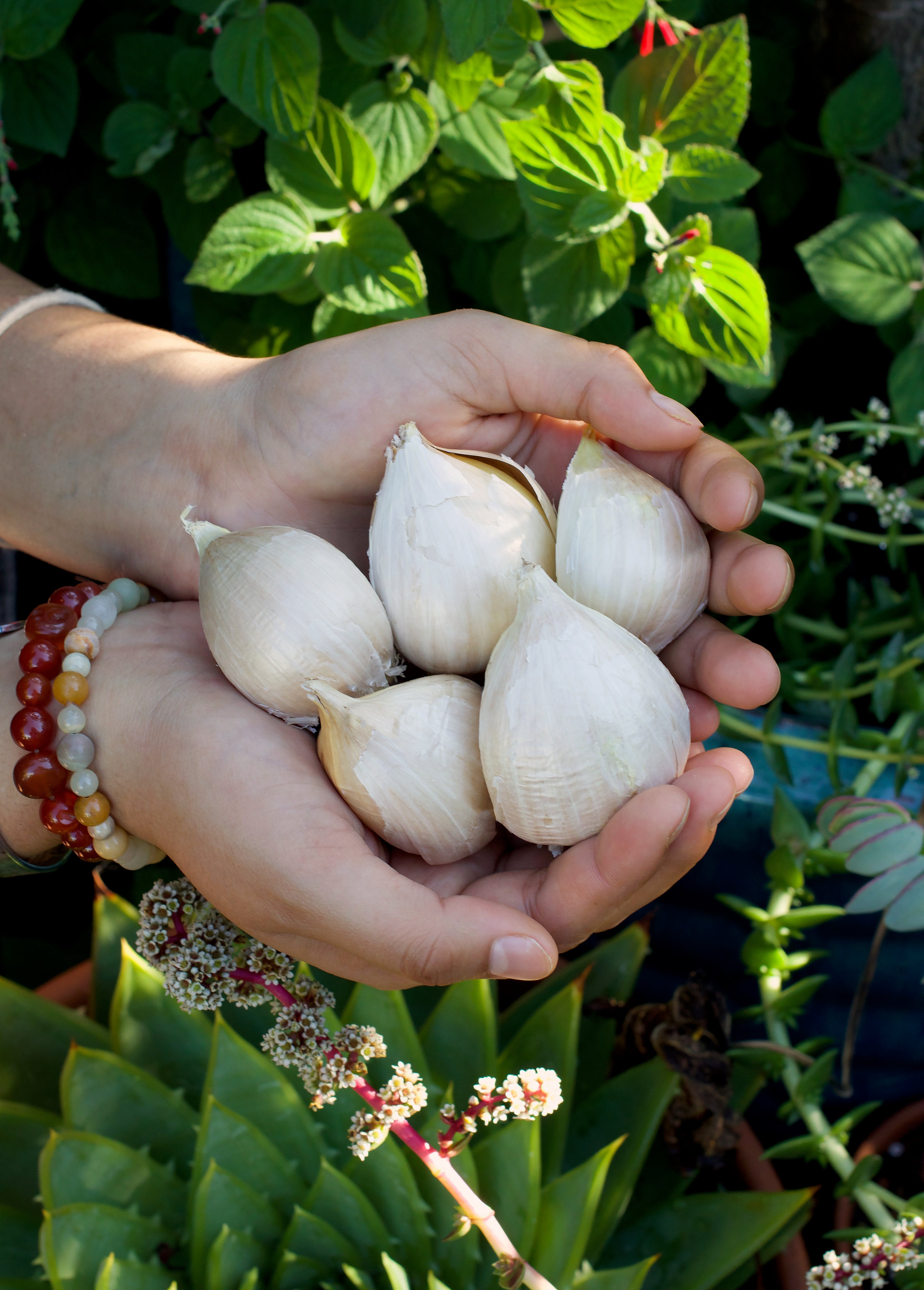 Elephant Garlic Cloves Large - Local Seeds