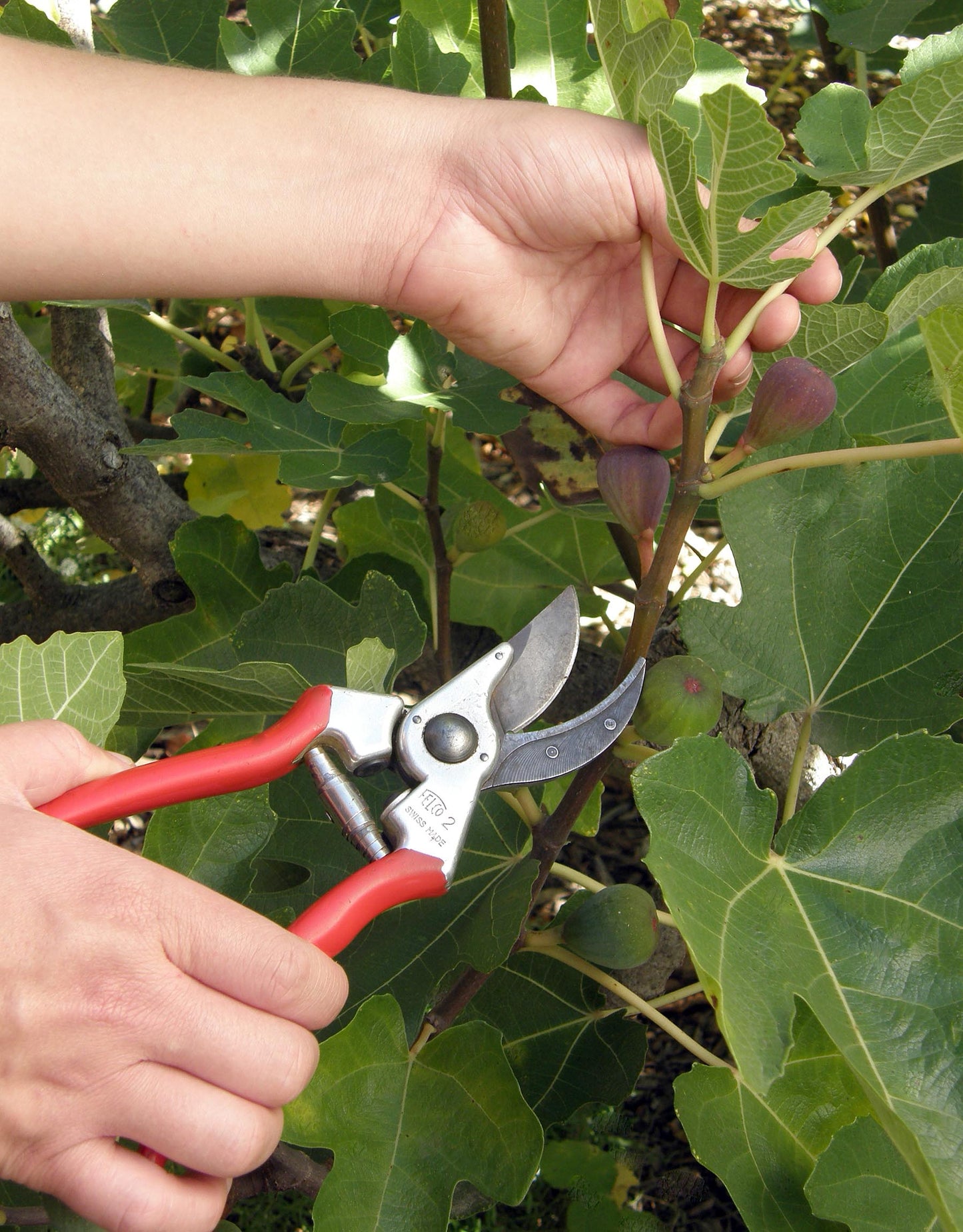 Felco Hand Pruners