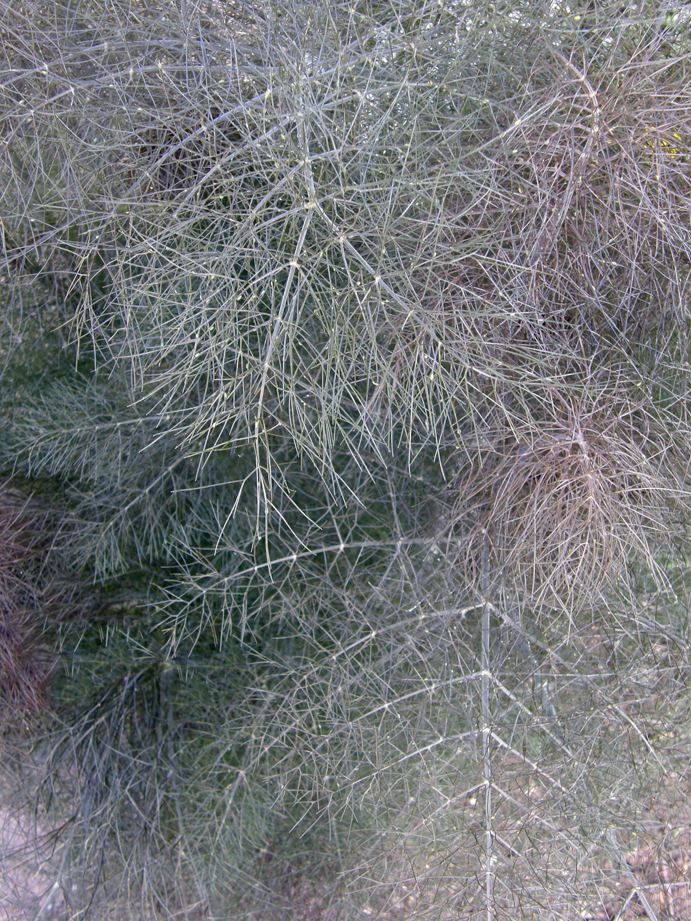 Smokey Bronze Fennel