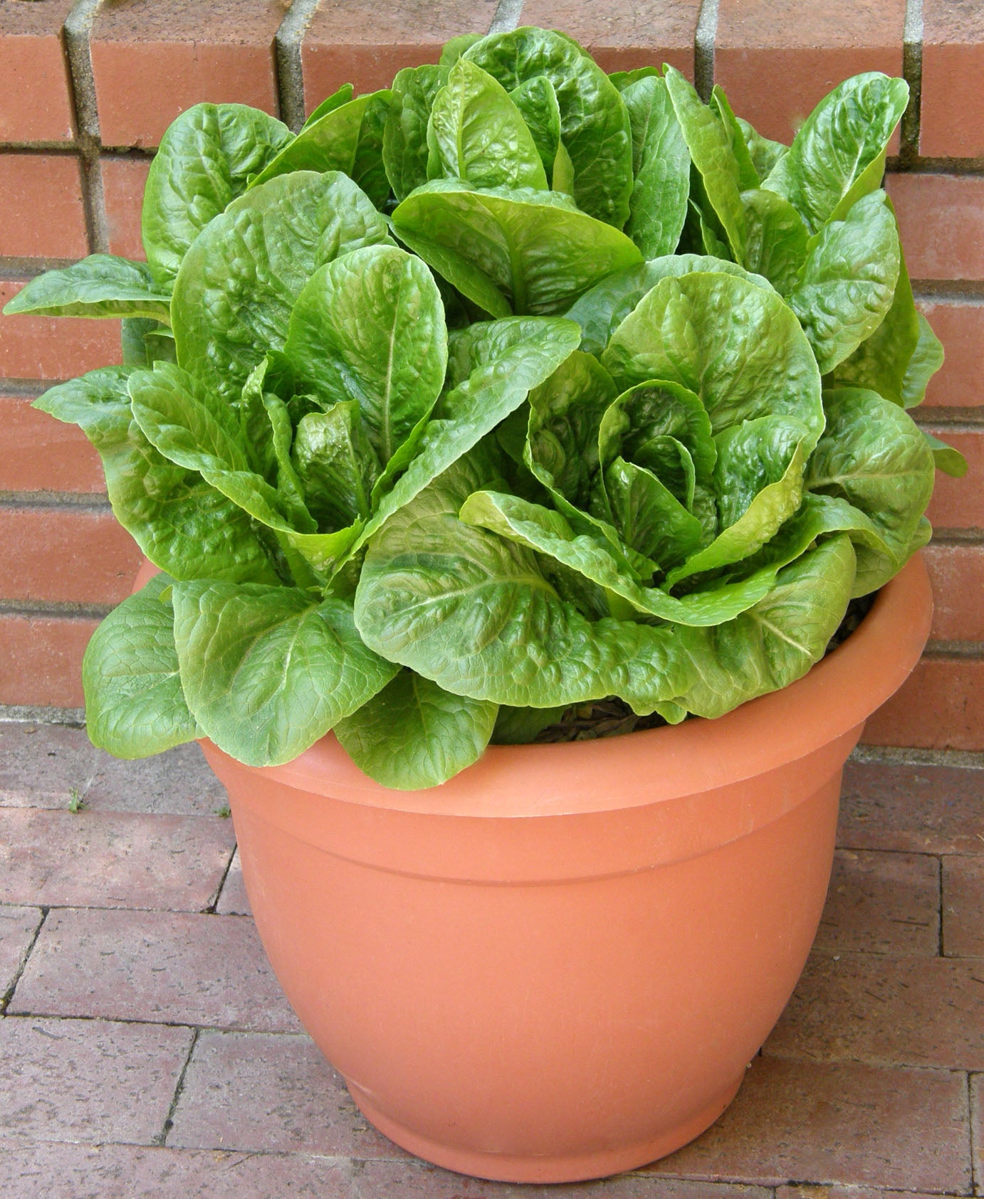 Sweetie Baby Romaine