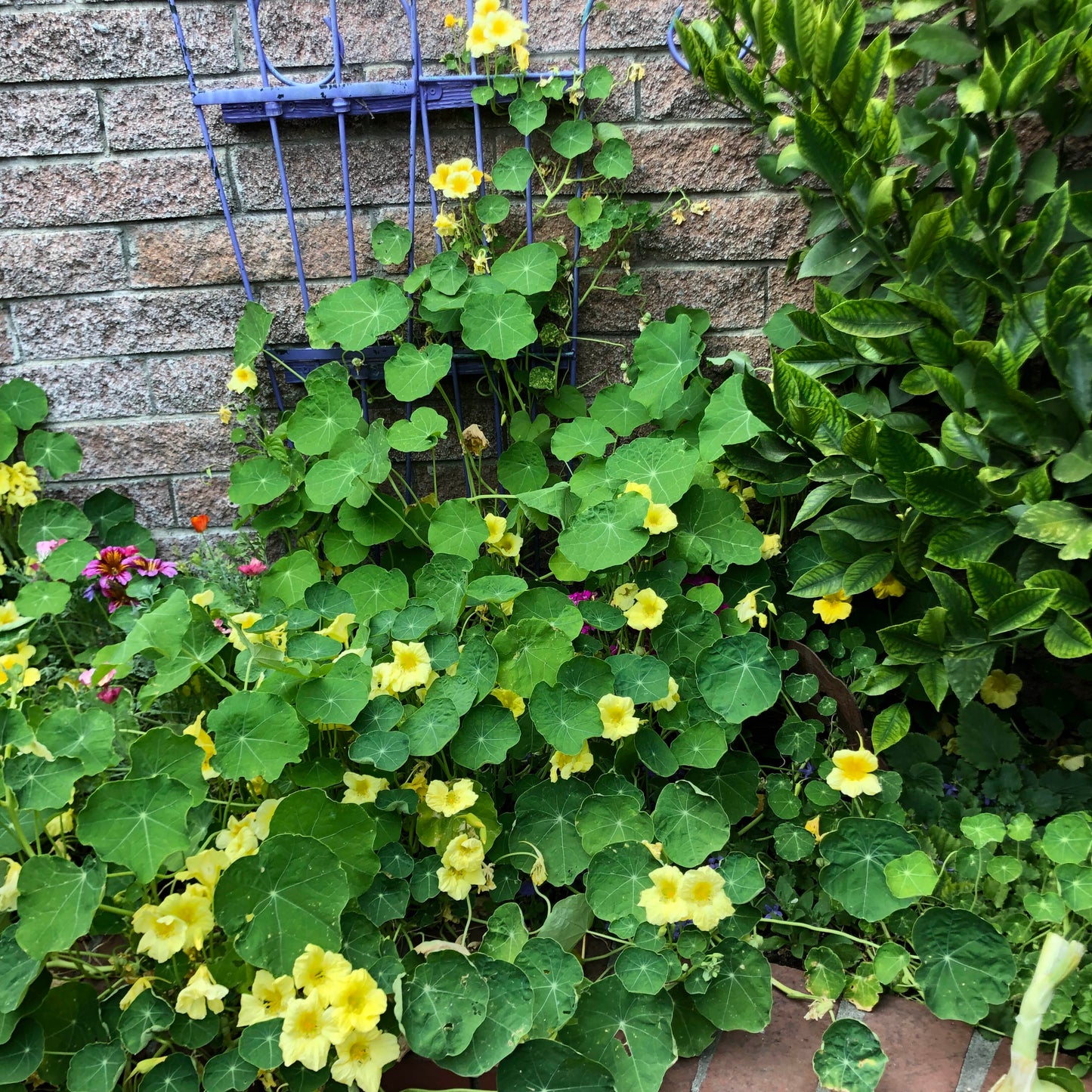Climbing Nasturtiums - Moonlight
