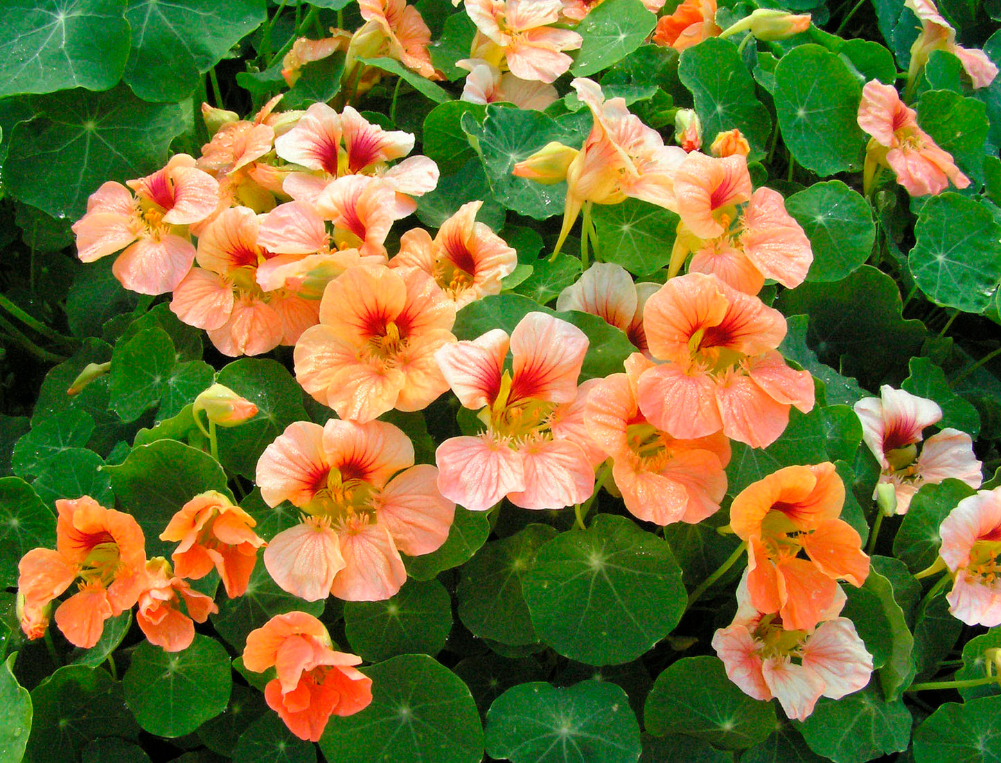 Hummingbird Nasturtiums - Creamsicle
