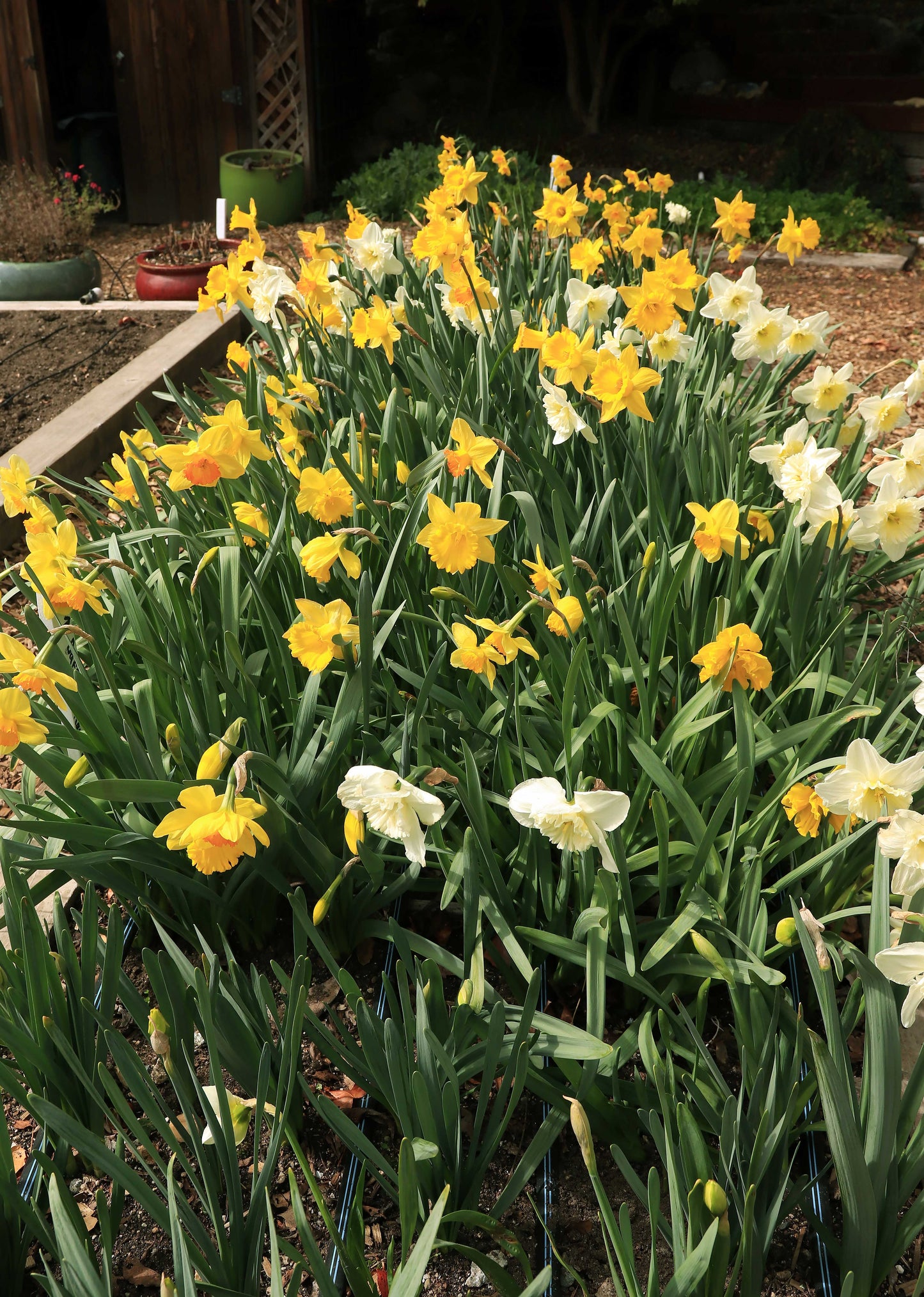 Sunny Daze Naturalizing Mix
