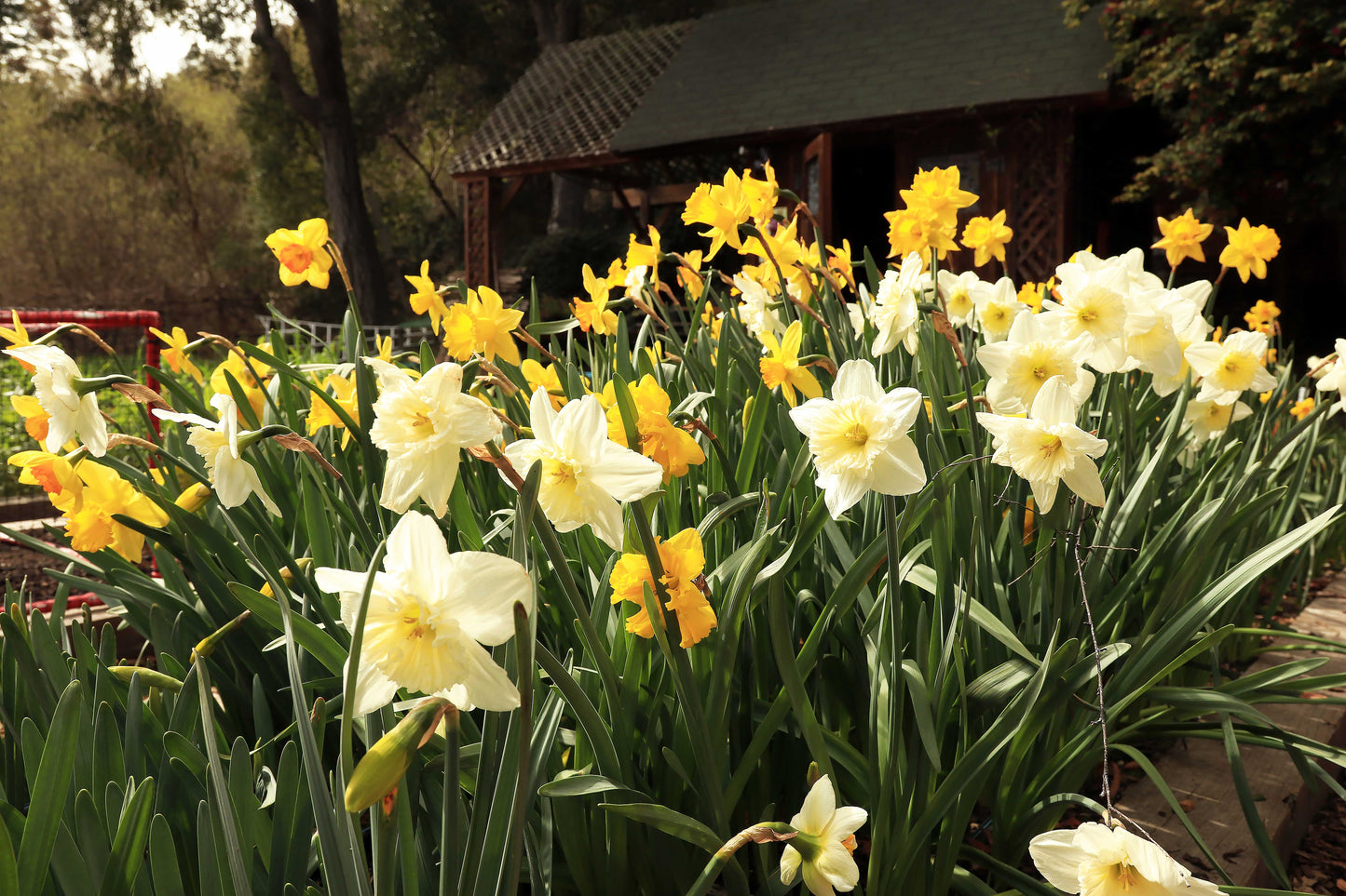 Sunny Daze Naturalizing Mix