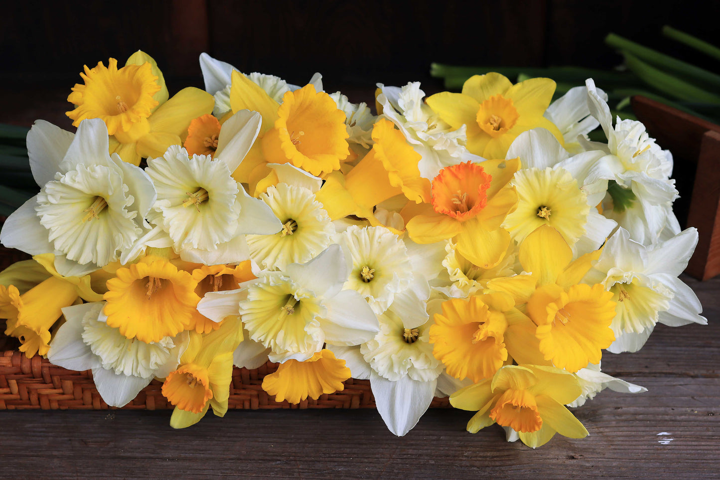 Sunny Daze Naturalizing Mix