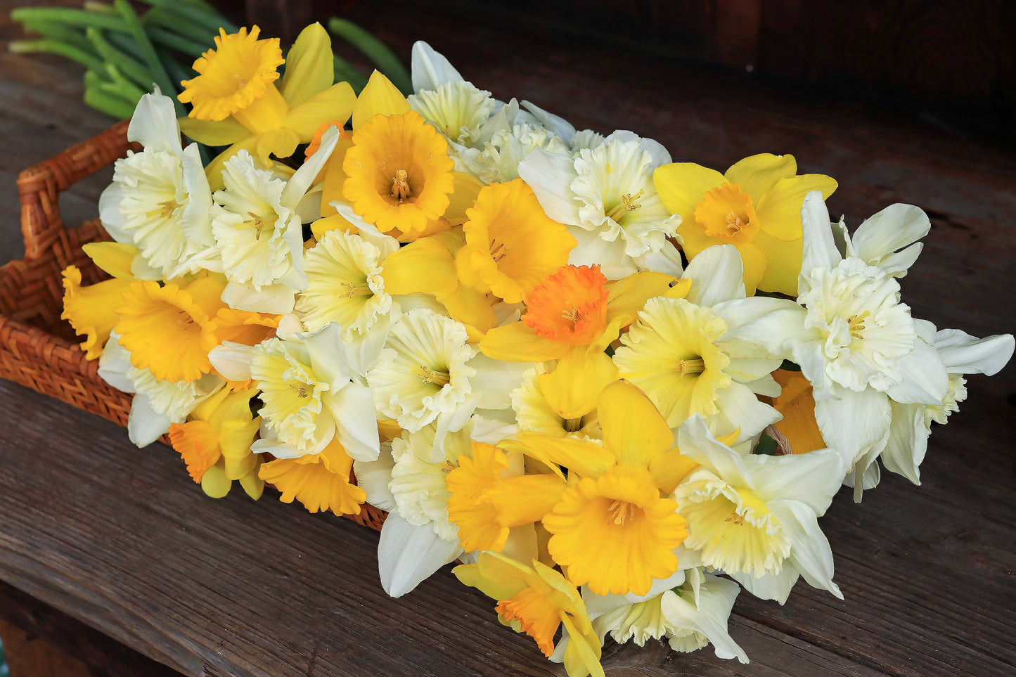 Sunny Daze Naturalizing Mix