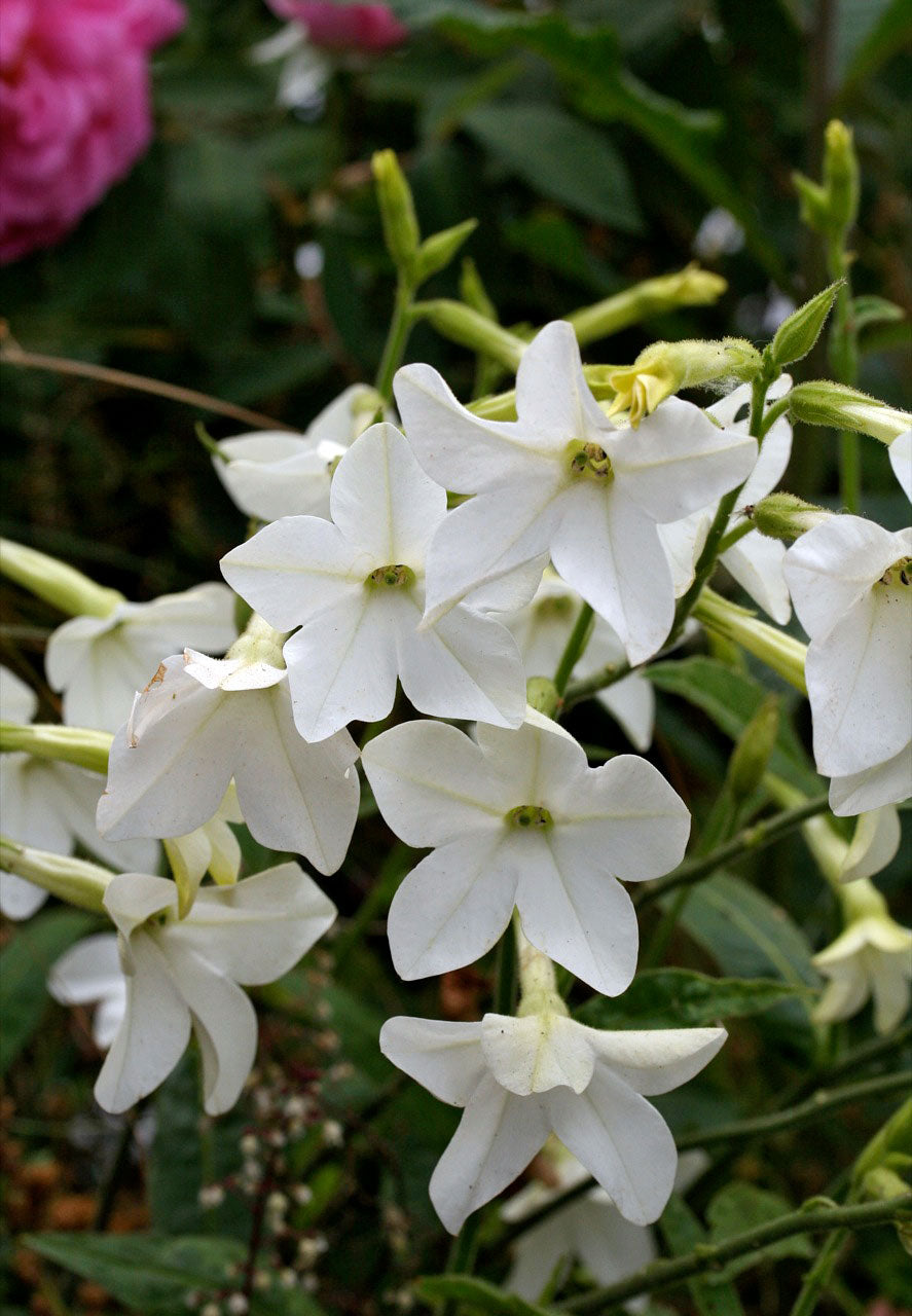 Nicotiana - Jasmine Alata - Heirloom Nicotiana