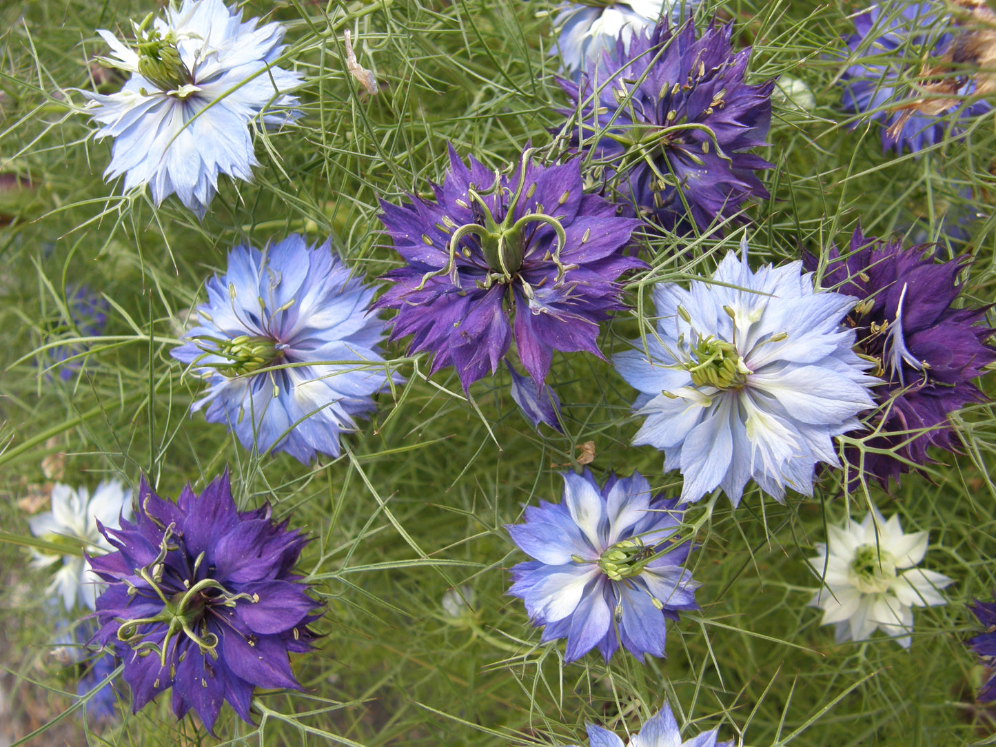 Persian Violet Nigella