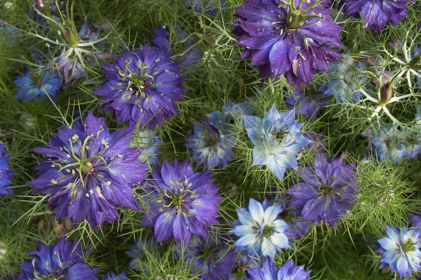 Persian Violet Nigella