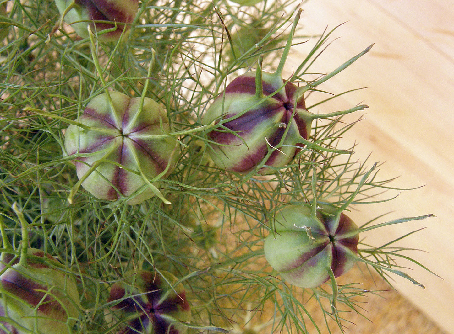 Persian Violet Nigella