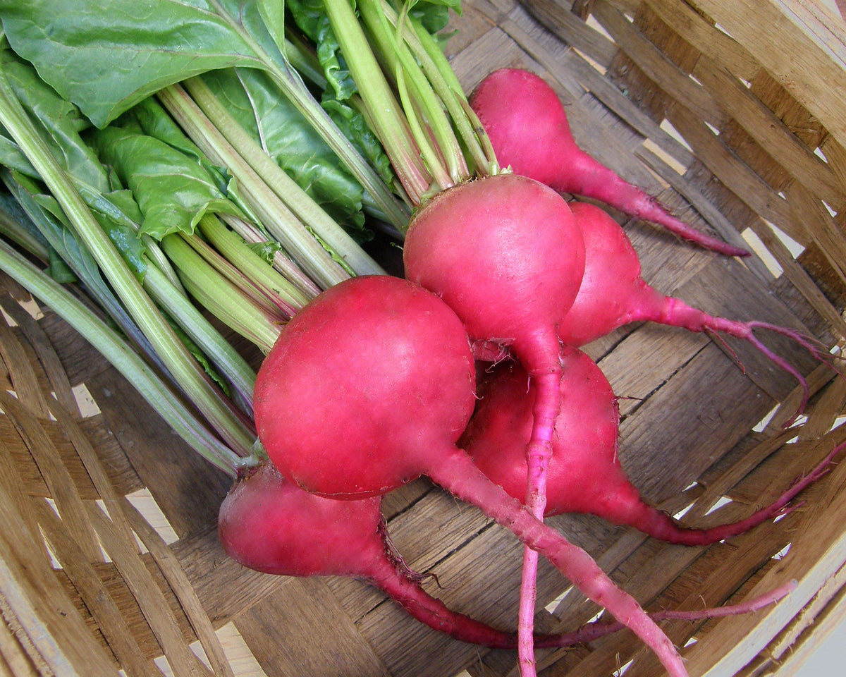 Heirloom Beets - Traditional Chioggia Organic