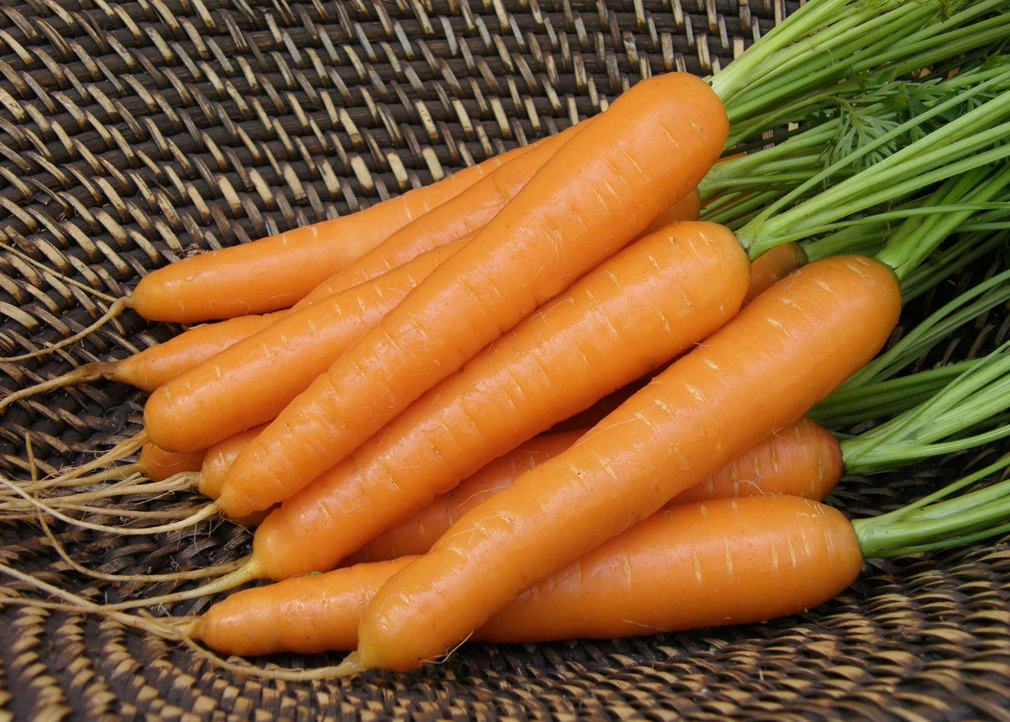 Snacking Carrots - Rotild Organic