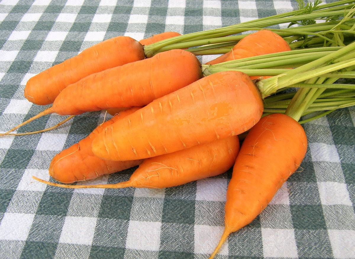 Chantenay Carrots - Short Stuff Organic