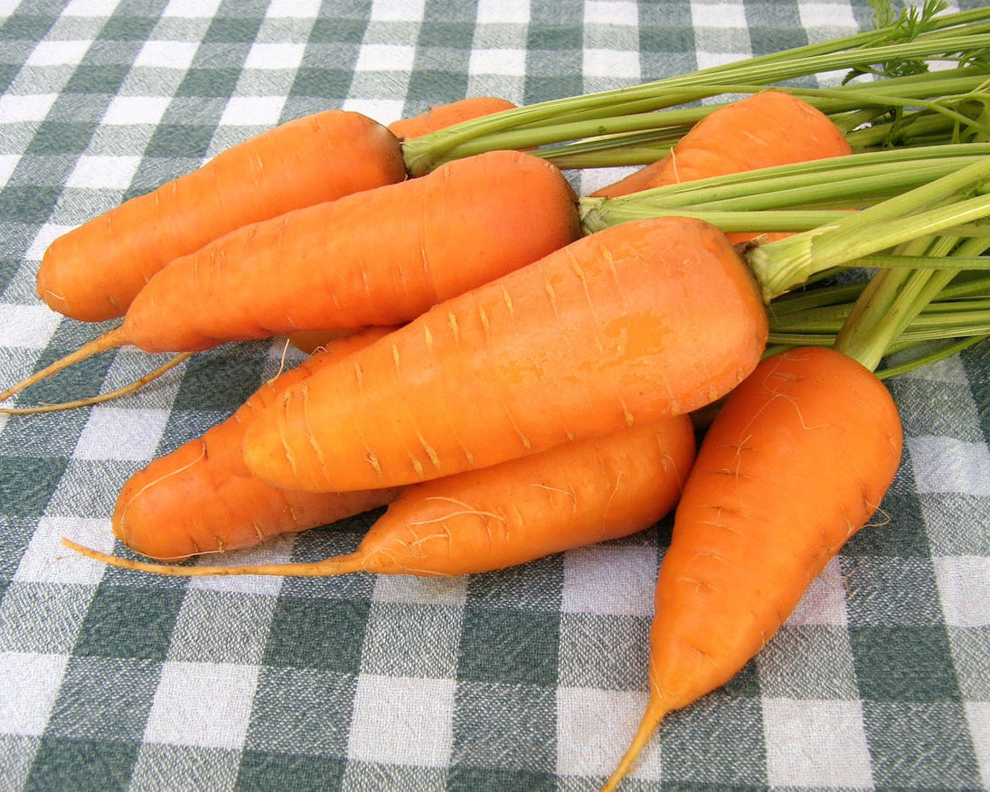 Chantenay Carrots - Short Stuff Organic