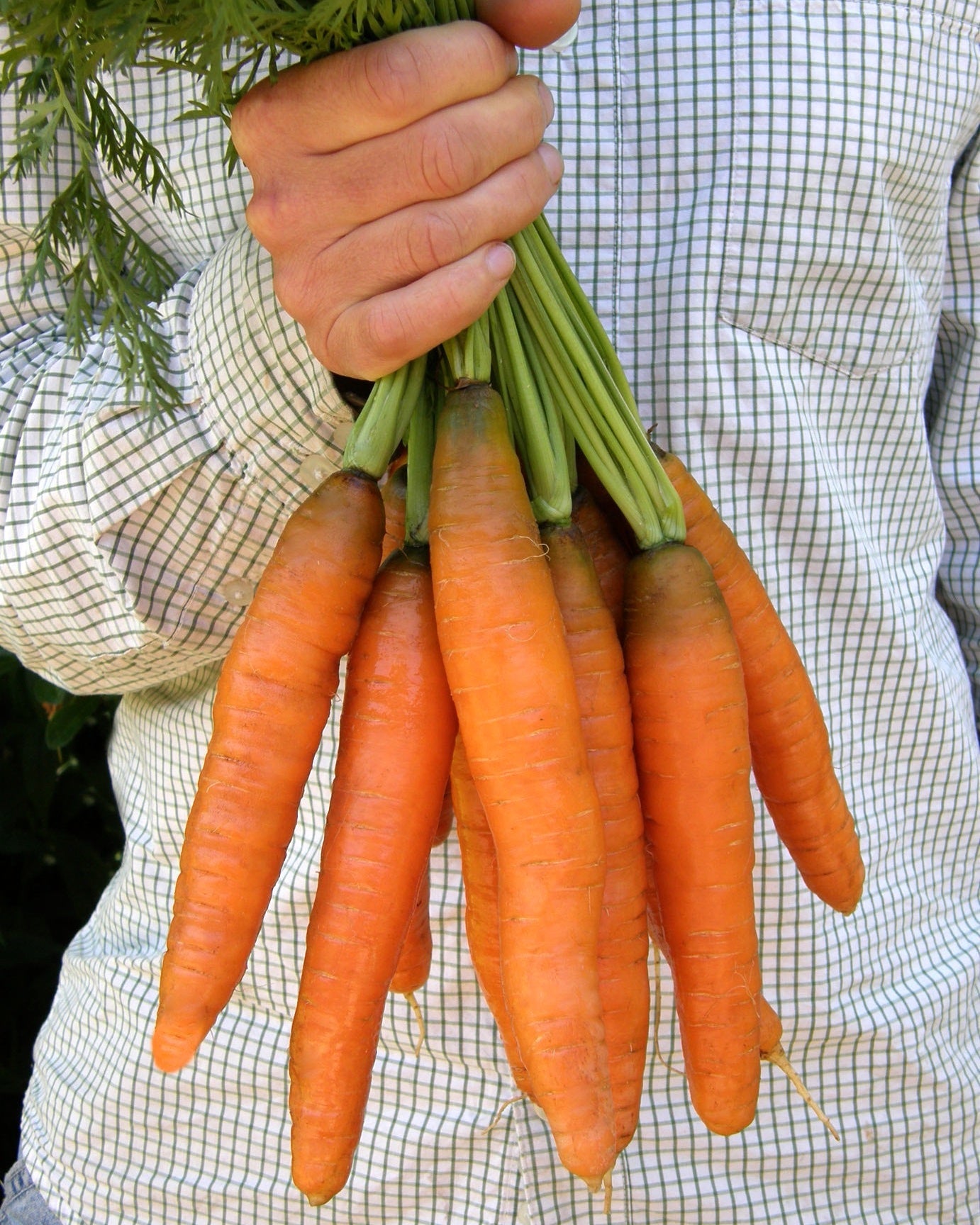 Nantes Carrots - Yaya Organic