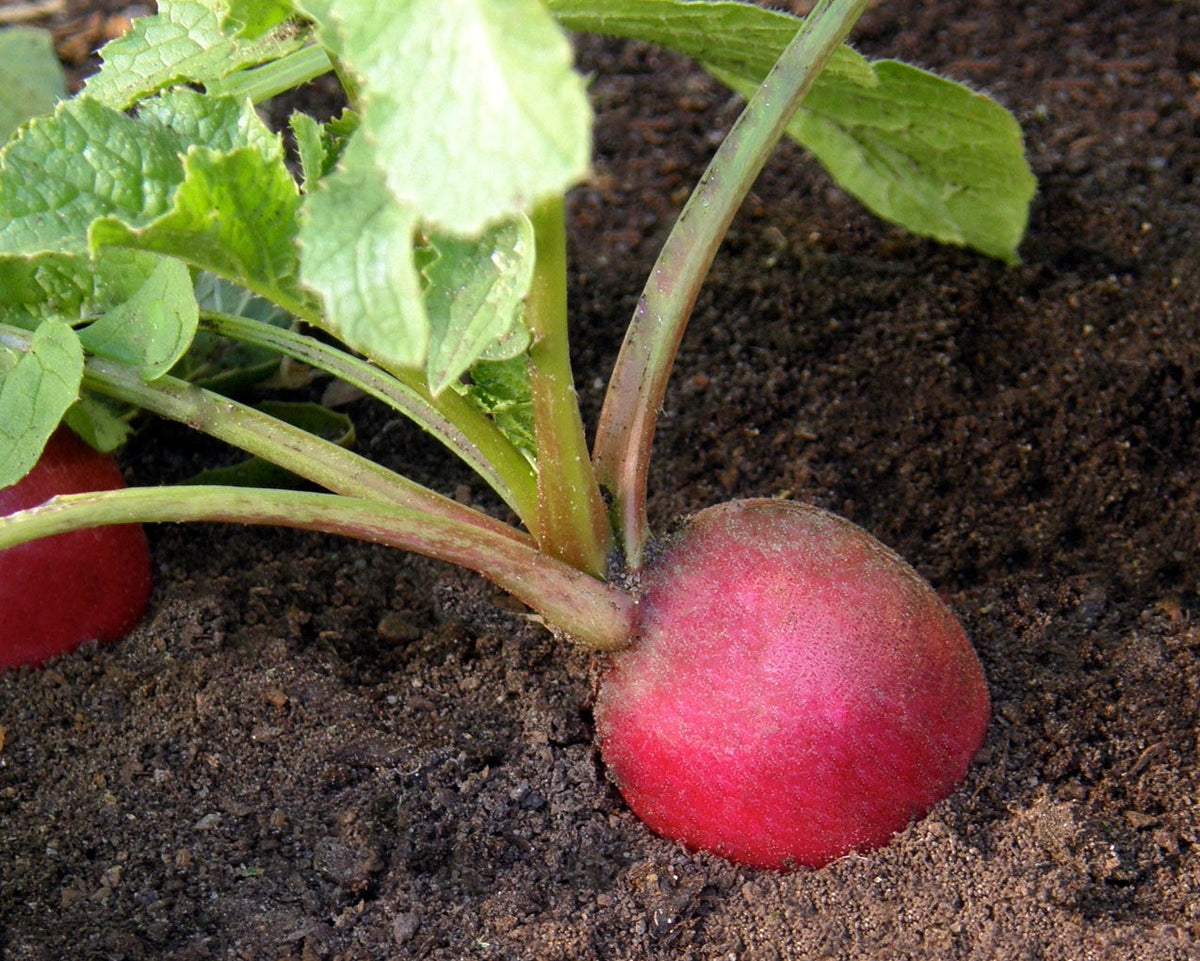Heirloom Radishes - Pink Beauty Organic