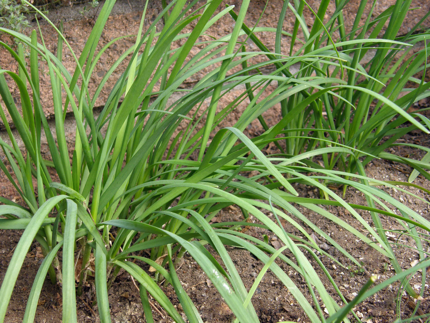 Garlic Chives