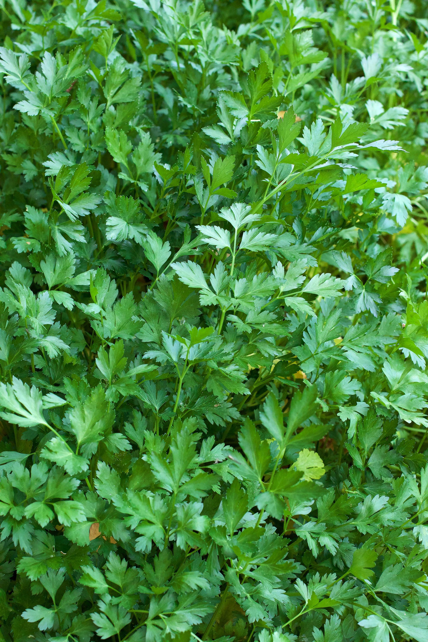 Italian Gigante Parsley