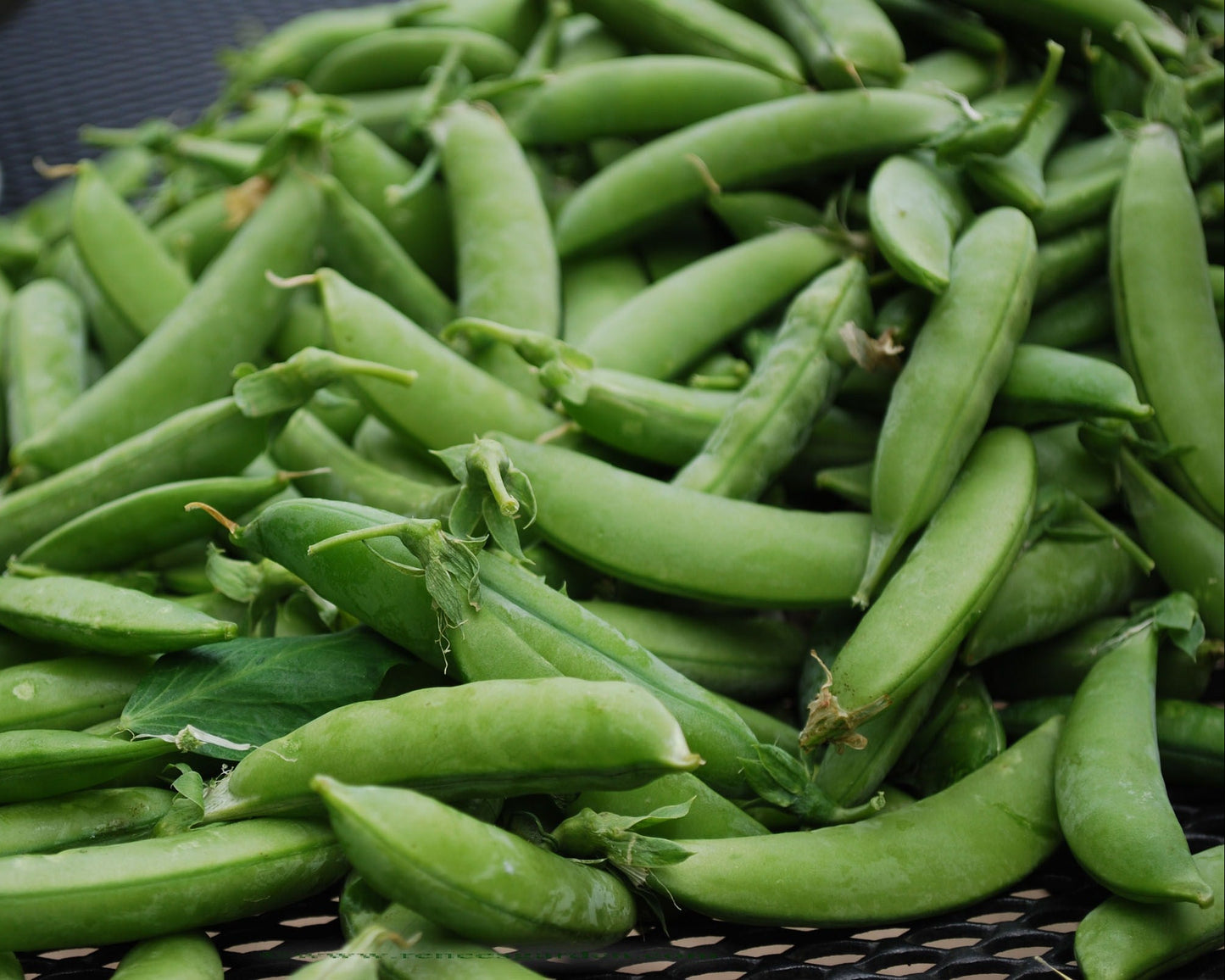 Shelling Peas - Sabre