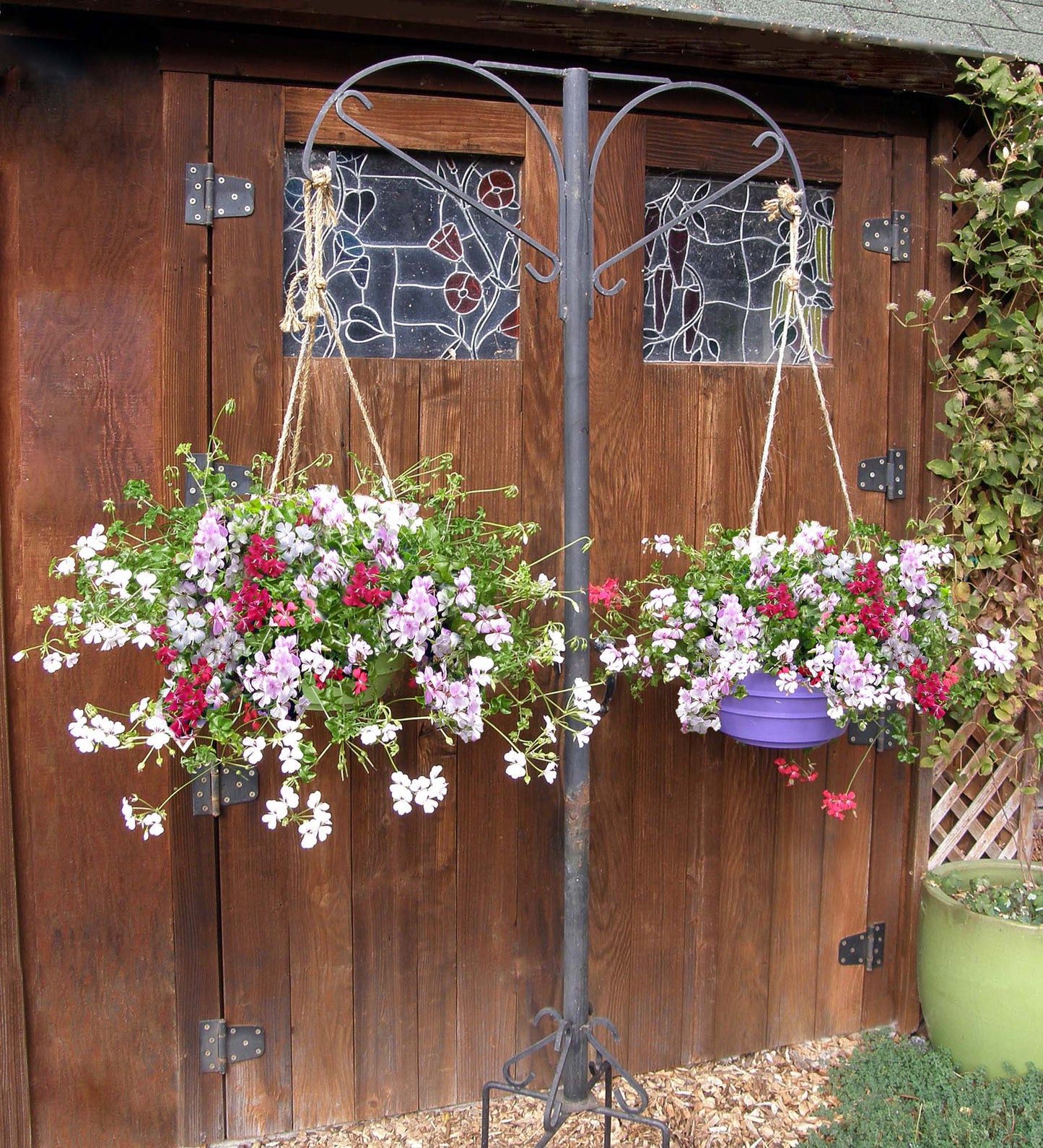 Pelargonium - Fancy Pants