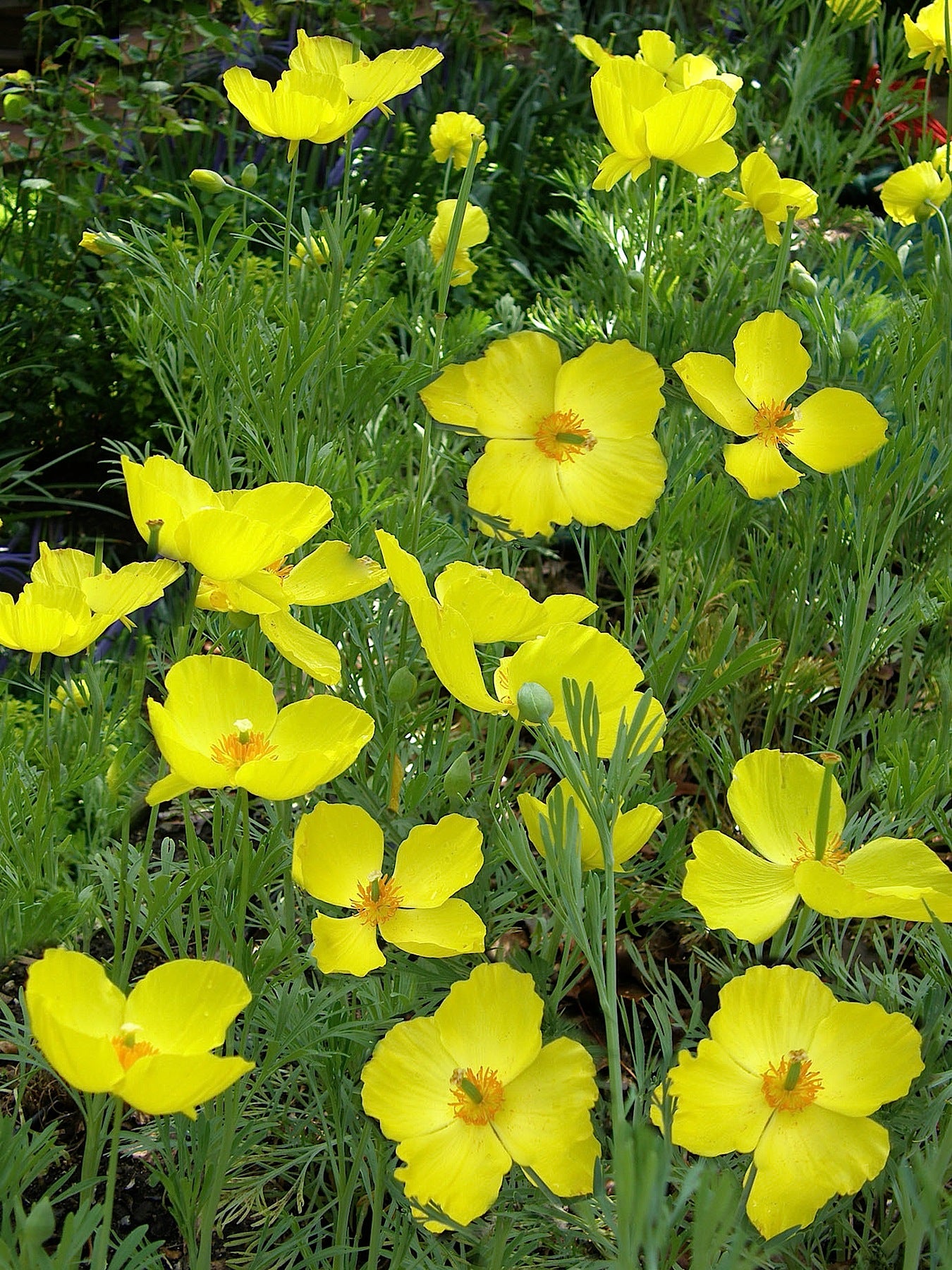 Mexican Tulip Poppy