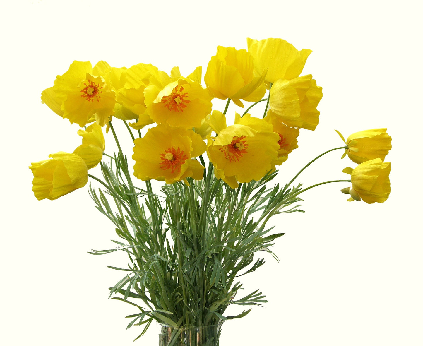 Mexican Tulip Poppy