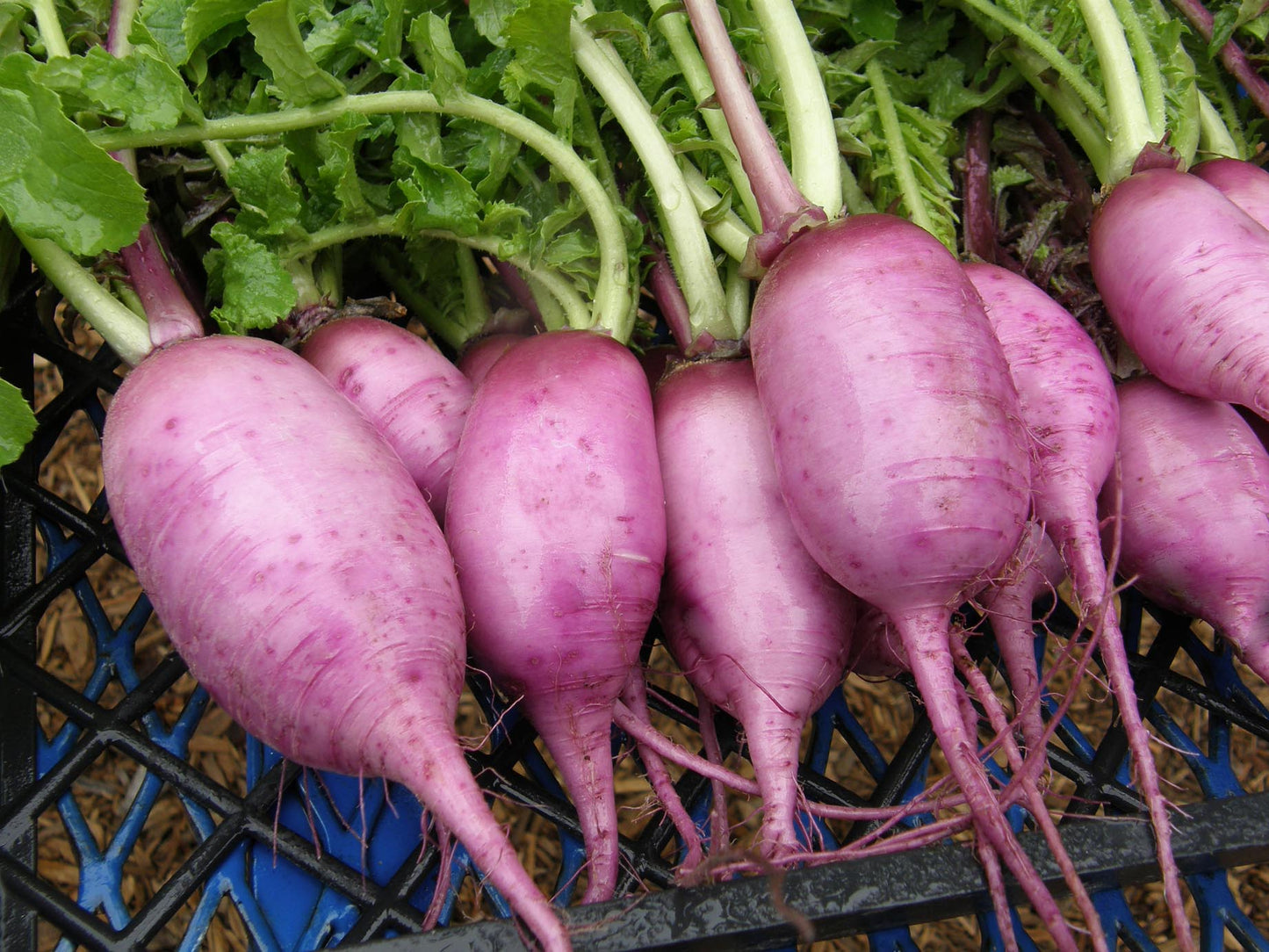 Mini Purple