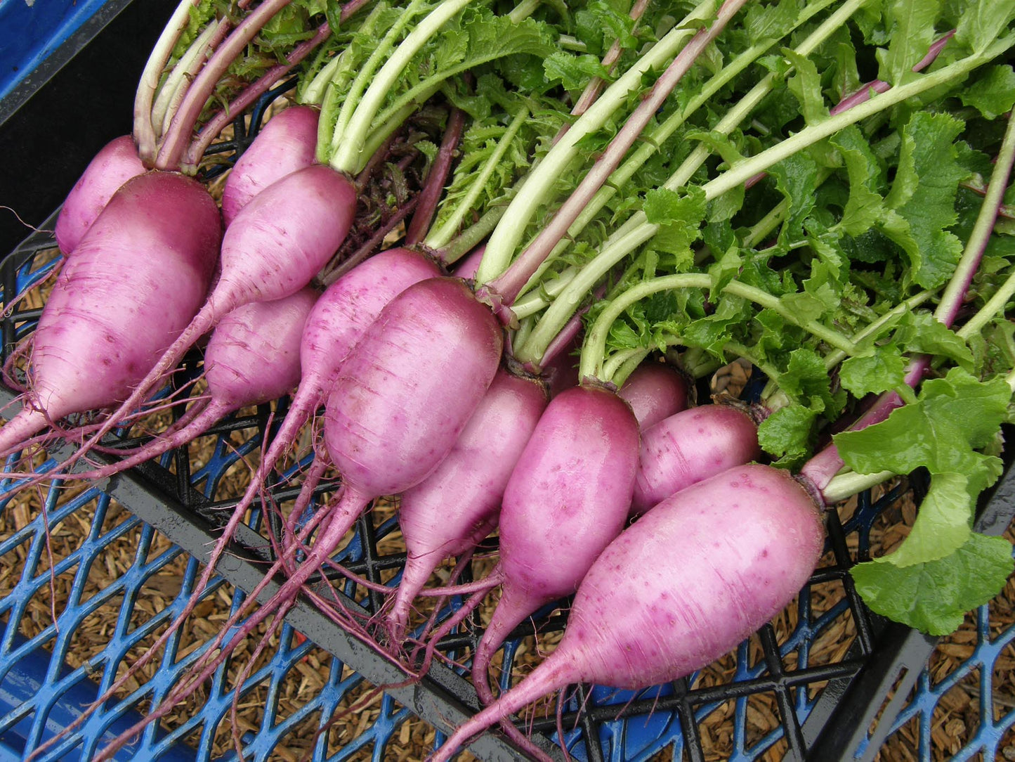 Mini Purple