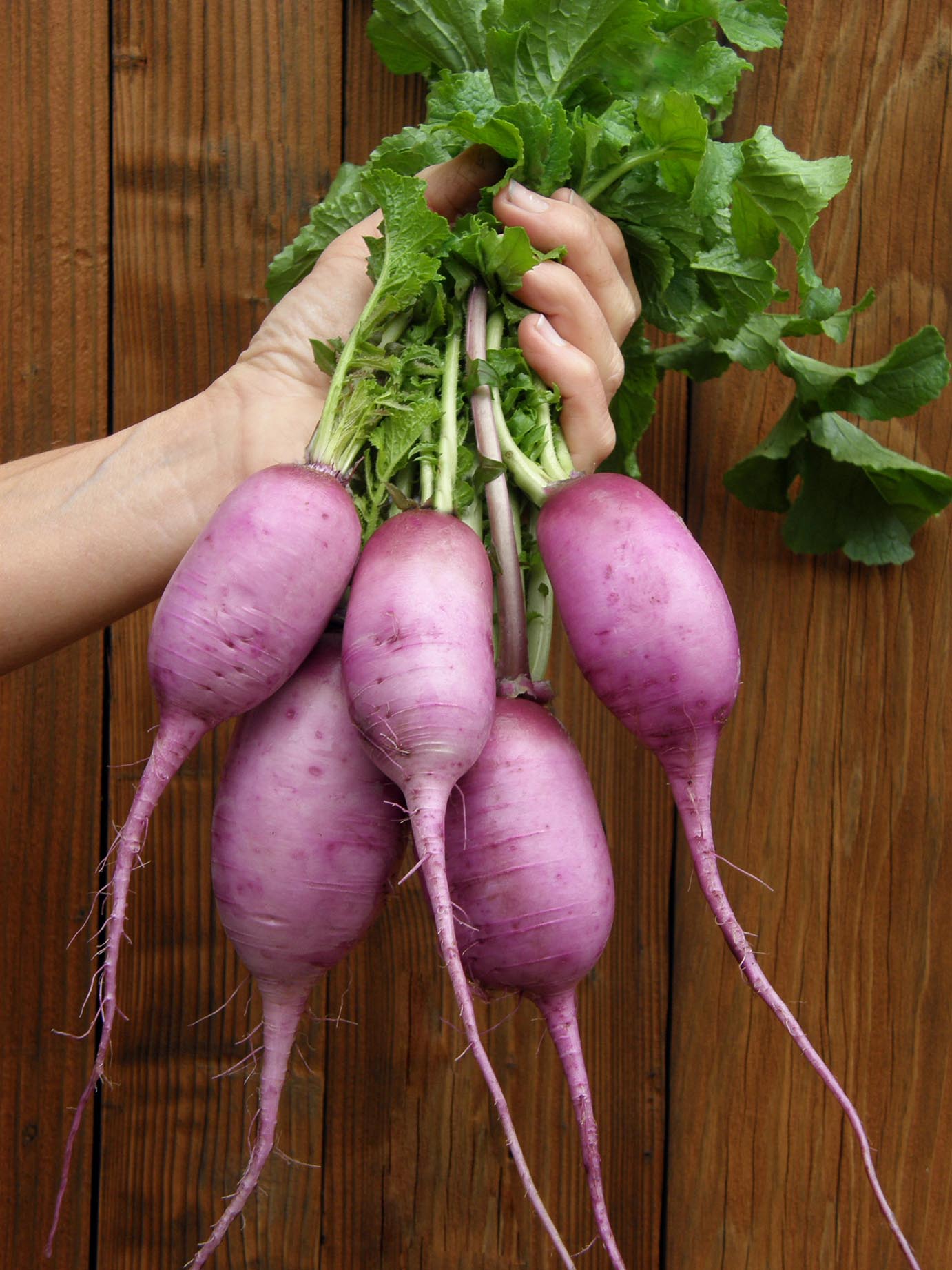 Mini Purple