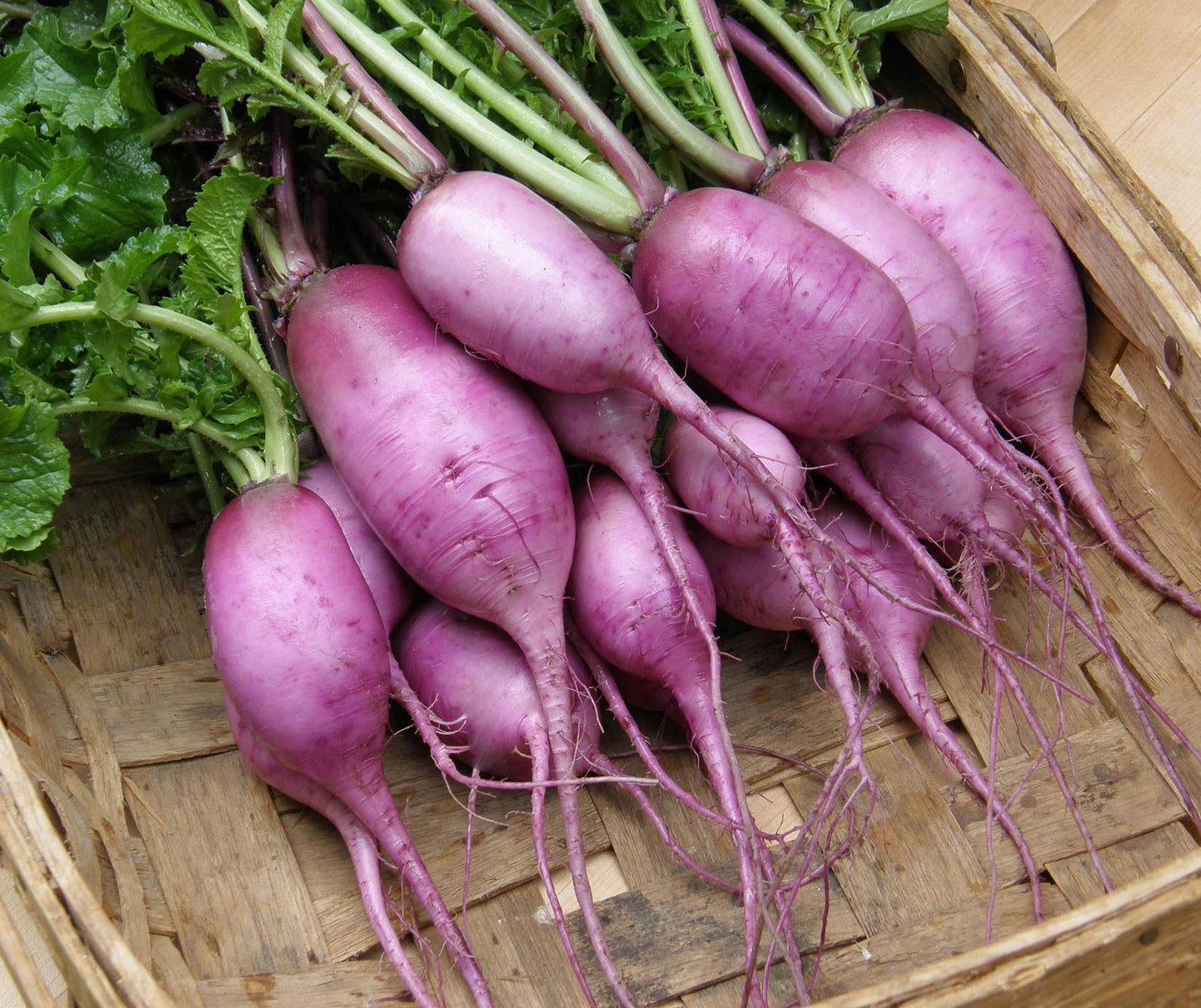Mini Purple
