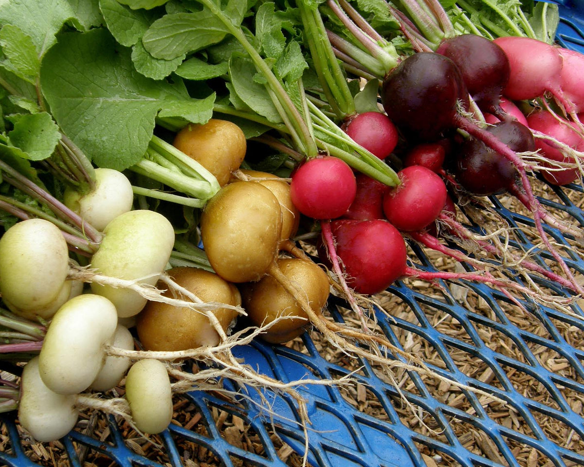 Five Color Radish Mix - Garden Party