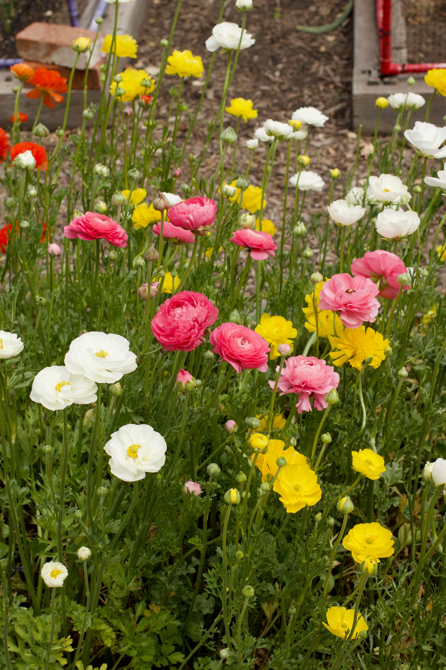 Jumbo Spring Joy