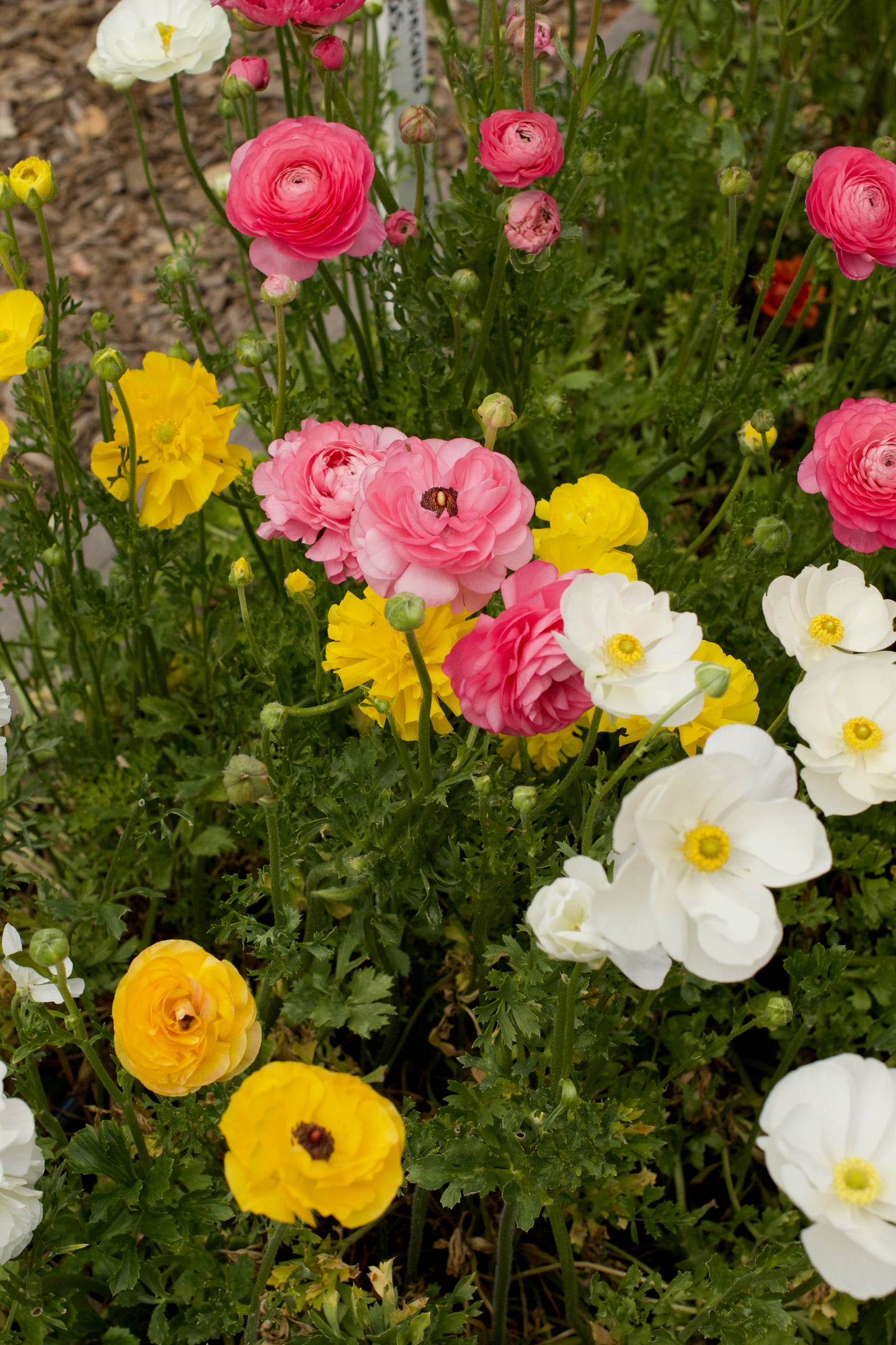 Jumbo Spring Joy