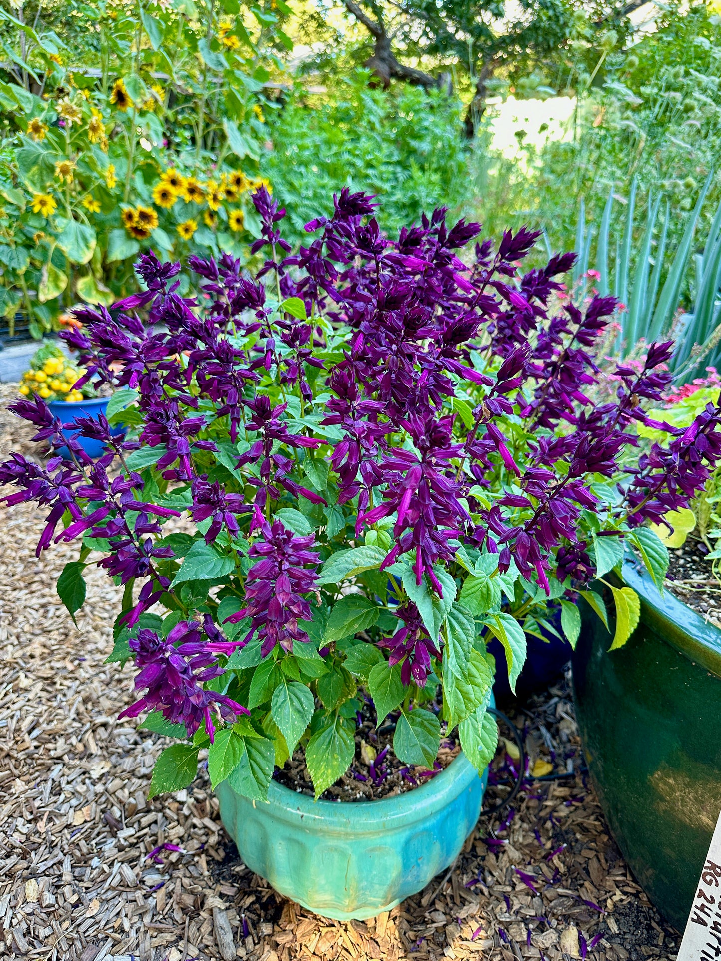 Estella Purple