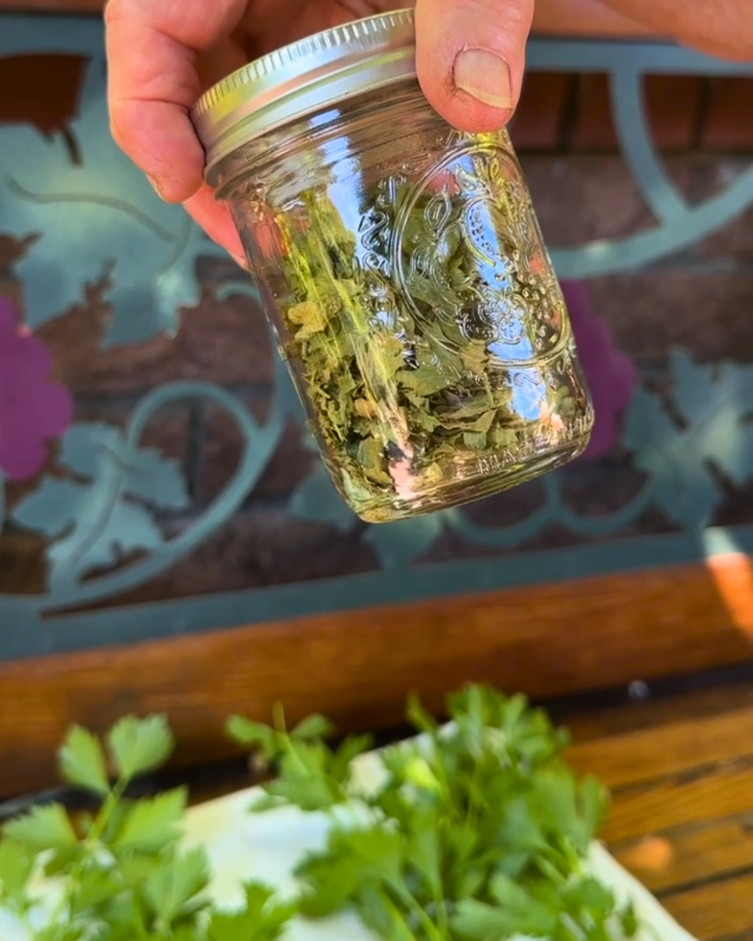 Heirloom Herbs - Amsterdam Seasoning Celery